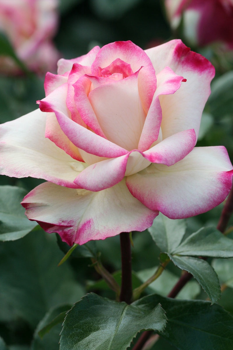 A Glimpse into the Beauty of Keisei Rose Garden in May 2013