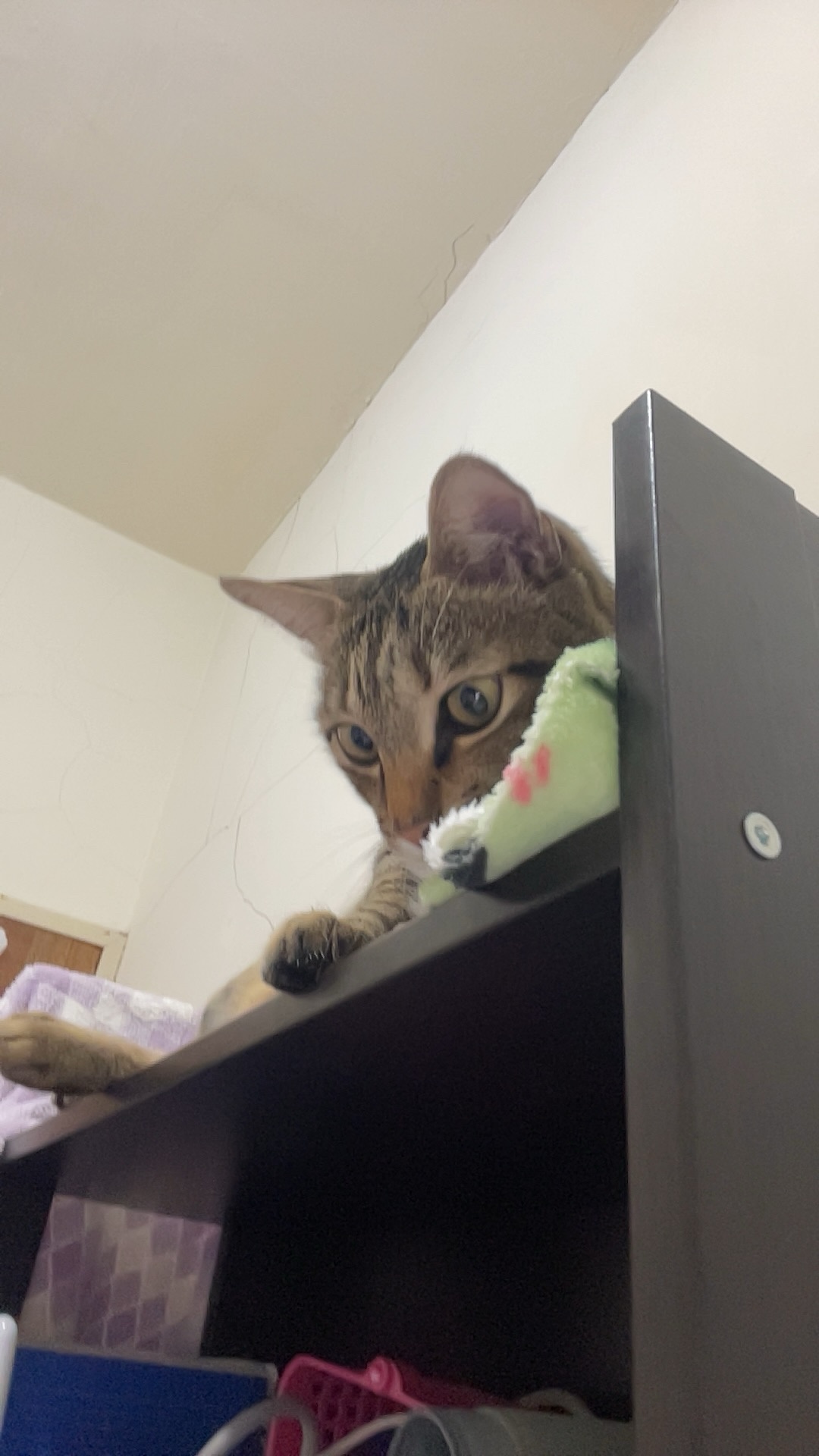 Just a Cute Cat Moment