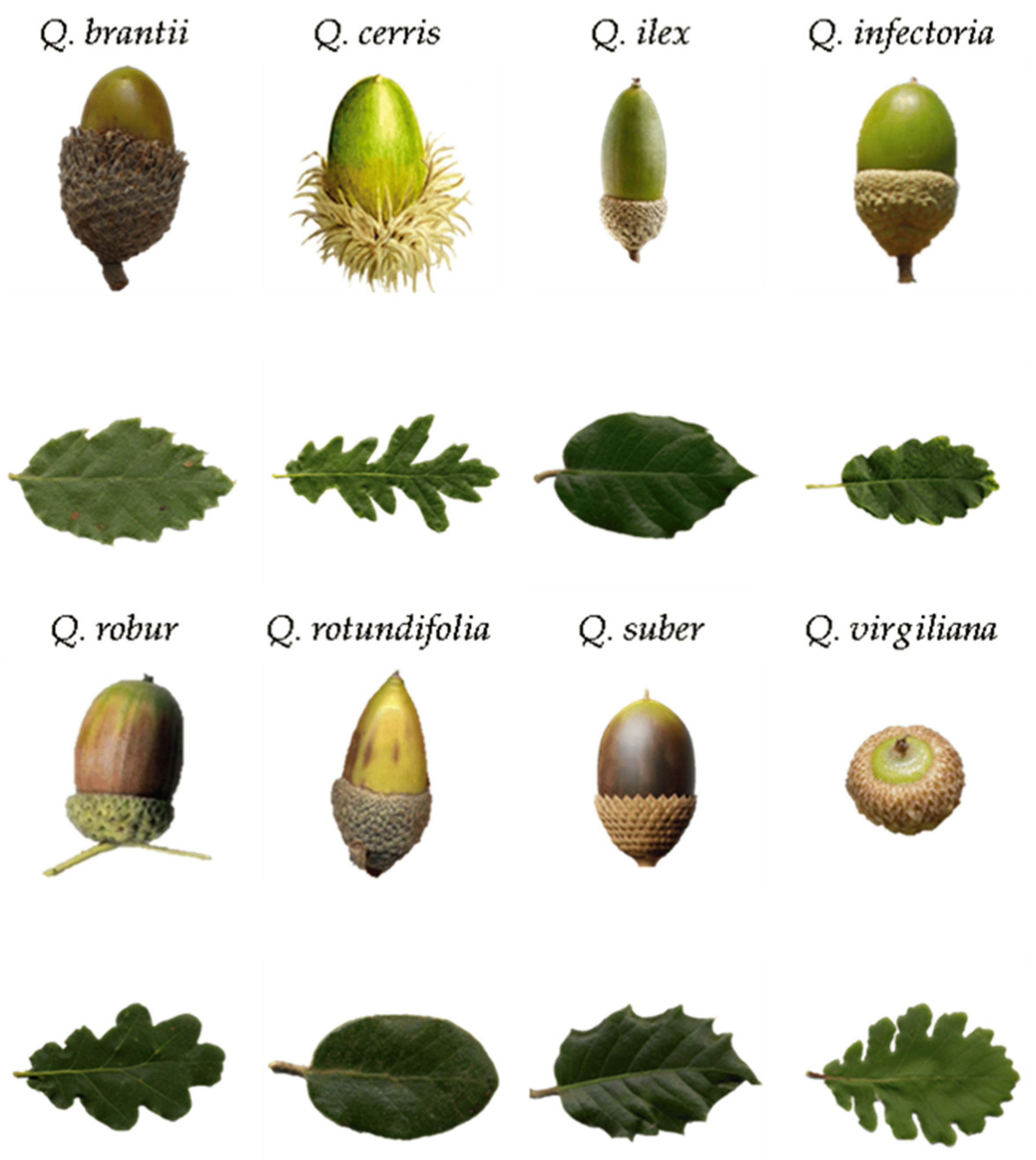 Just a handful of acorns, nothing to worry about!