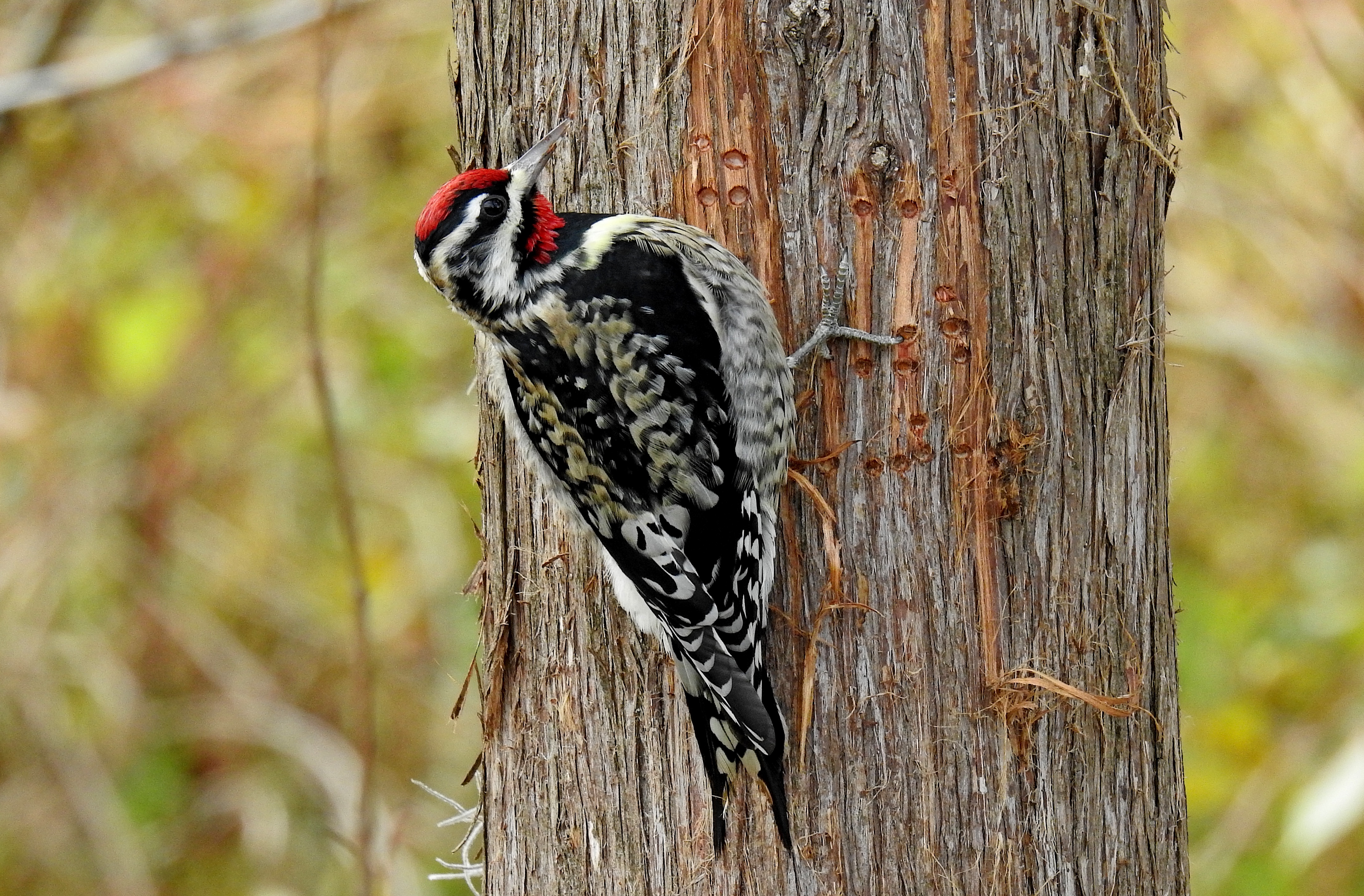 Meet the Yellow-bellied Sapsucker in Charleston, SC!