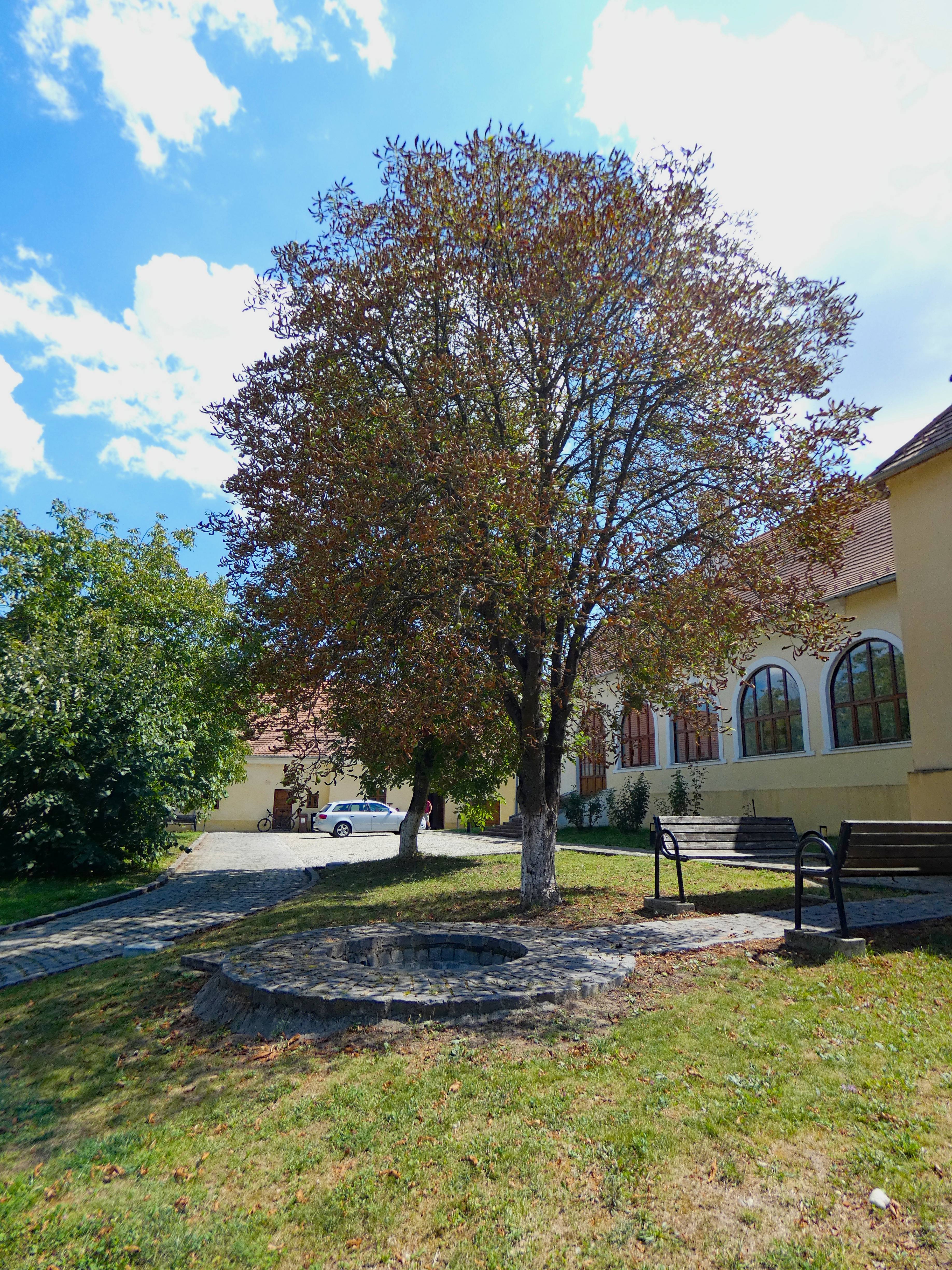 A Majestic Tree Providing Shade Over a Stone Circle in a Sunlit Courtyard