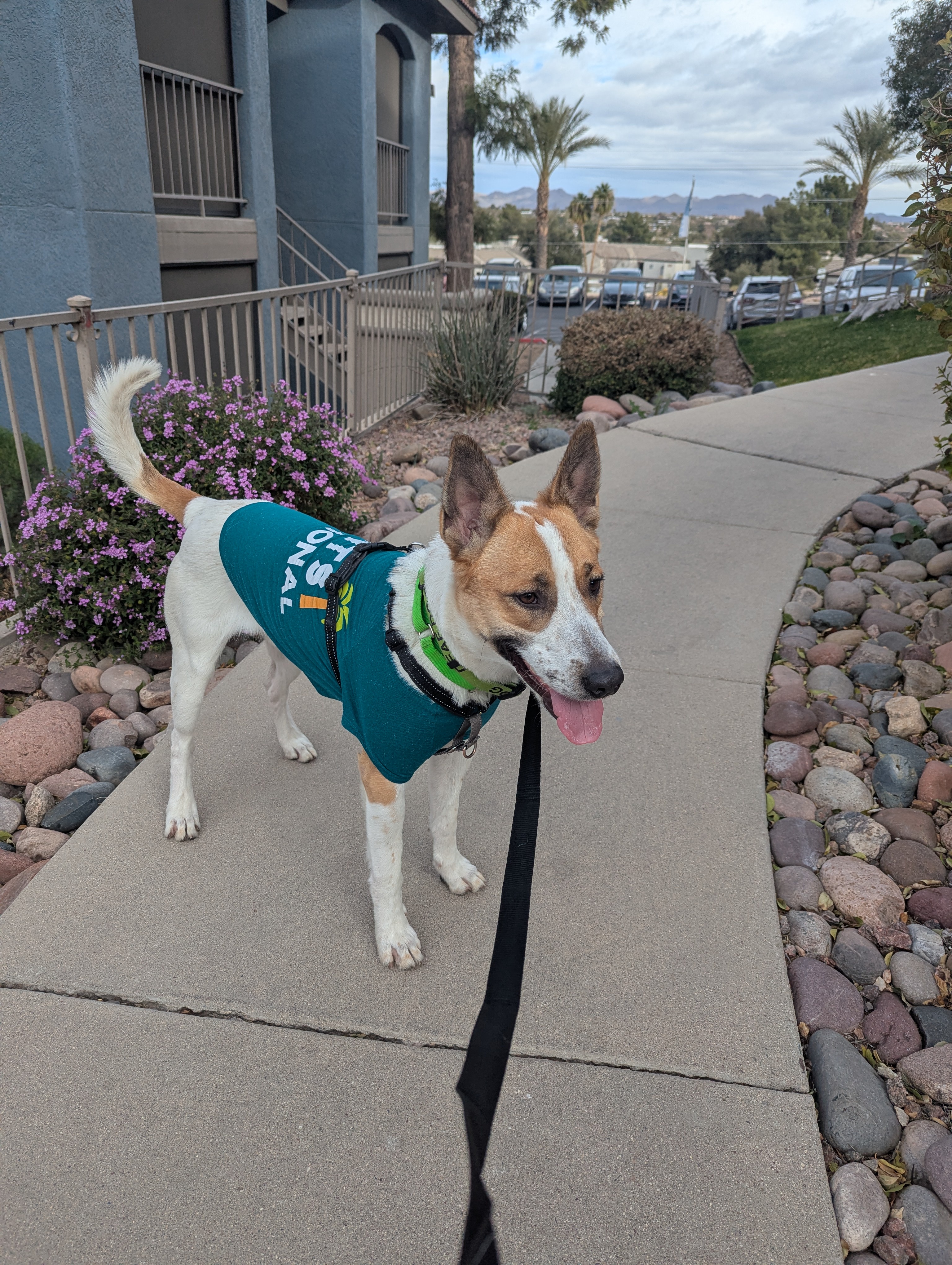 Meet the Adorable Deaf Dog Who Has No Name