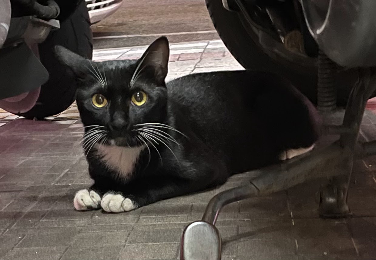 A cat doing its thing