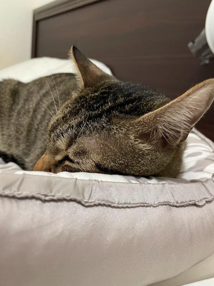 Adorable Feline Alert!