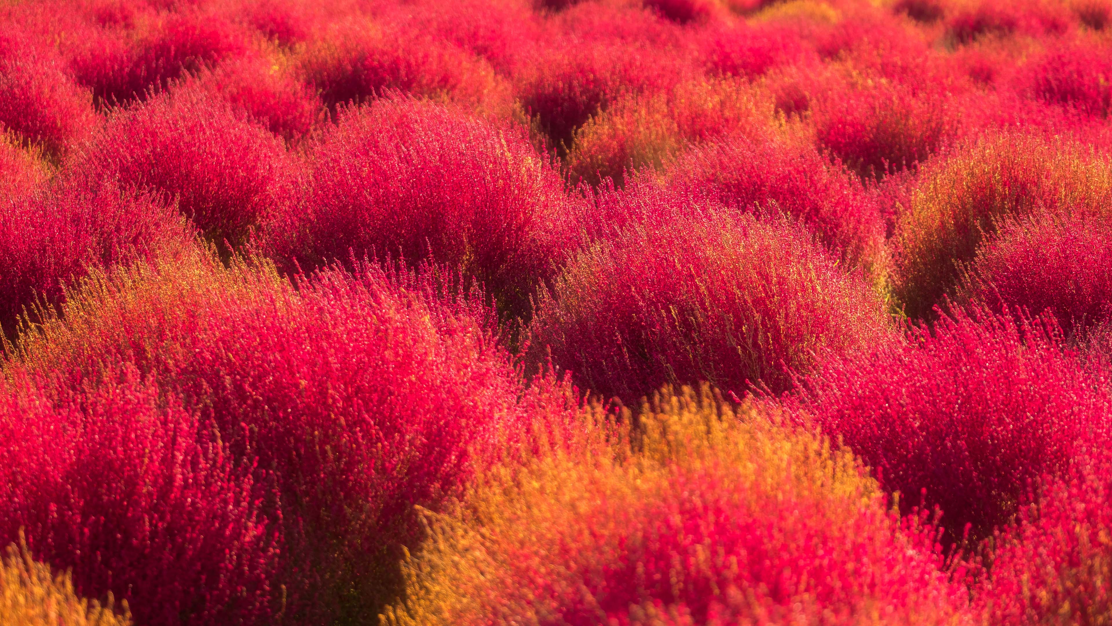 Exploring the Enchanting Pom-Pom Plains