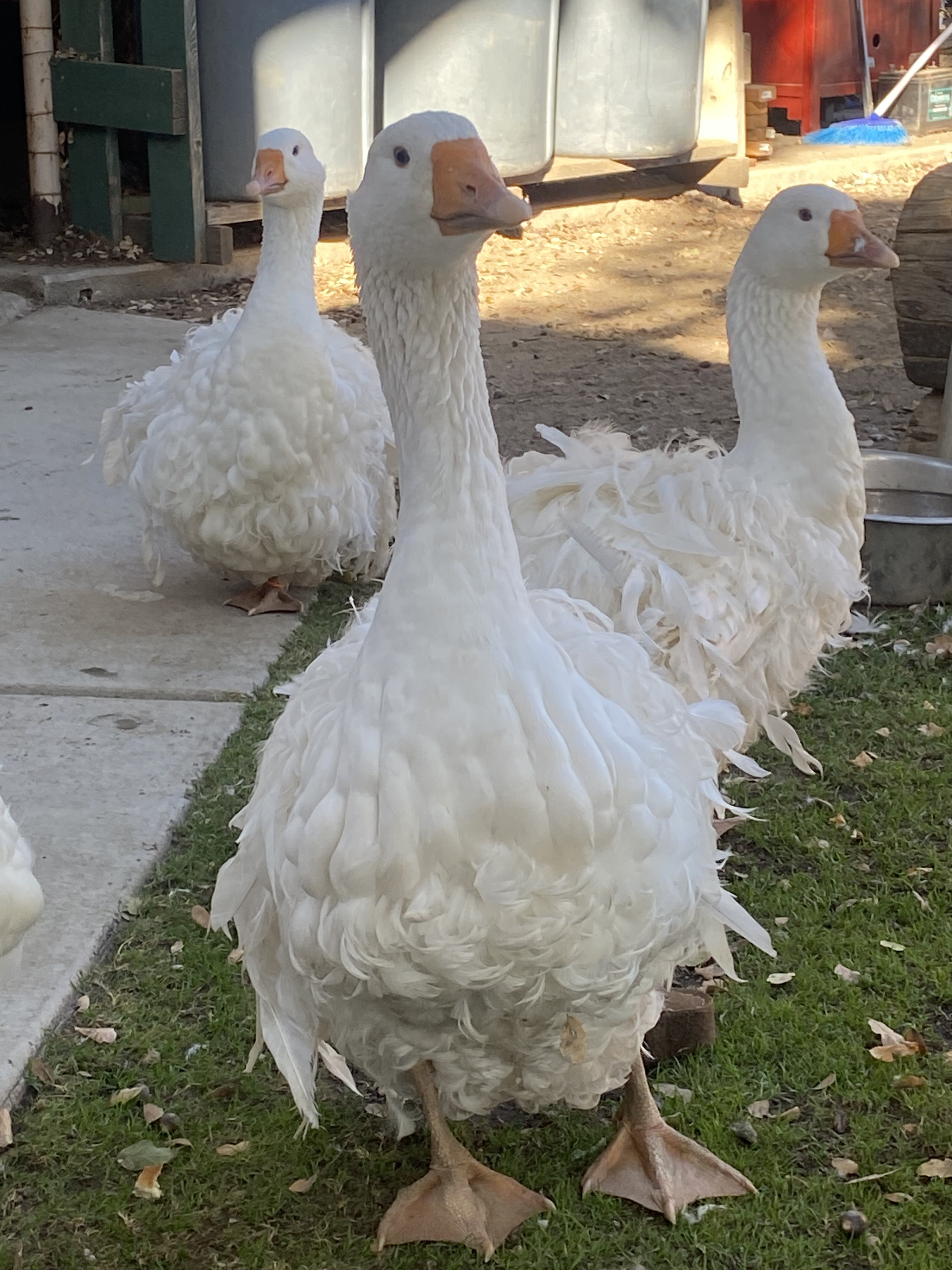 The Majestic Geese Parade