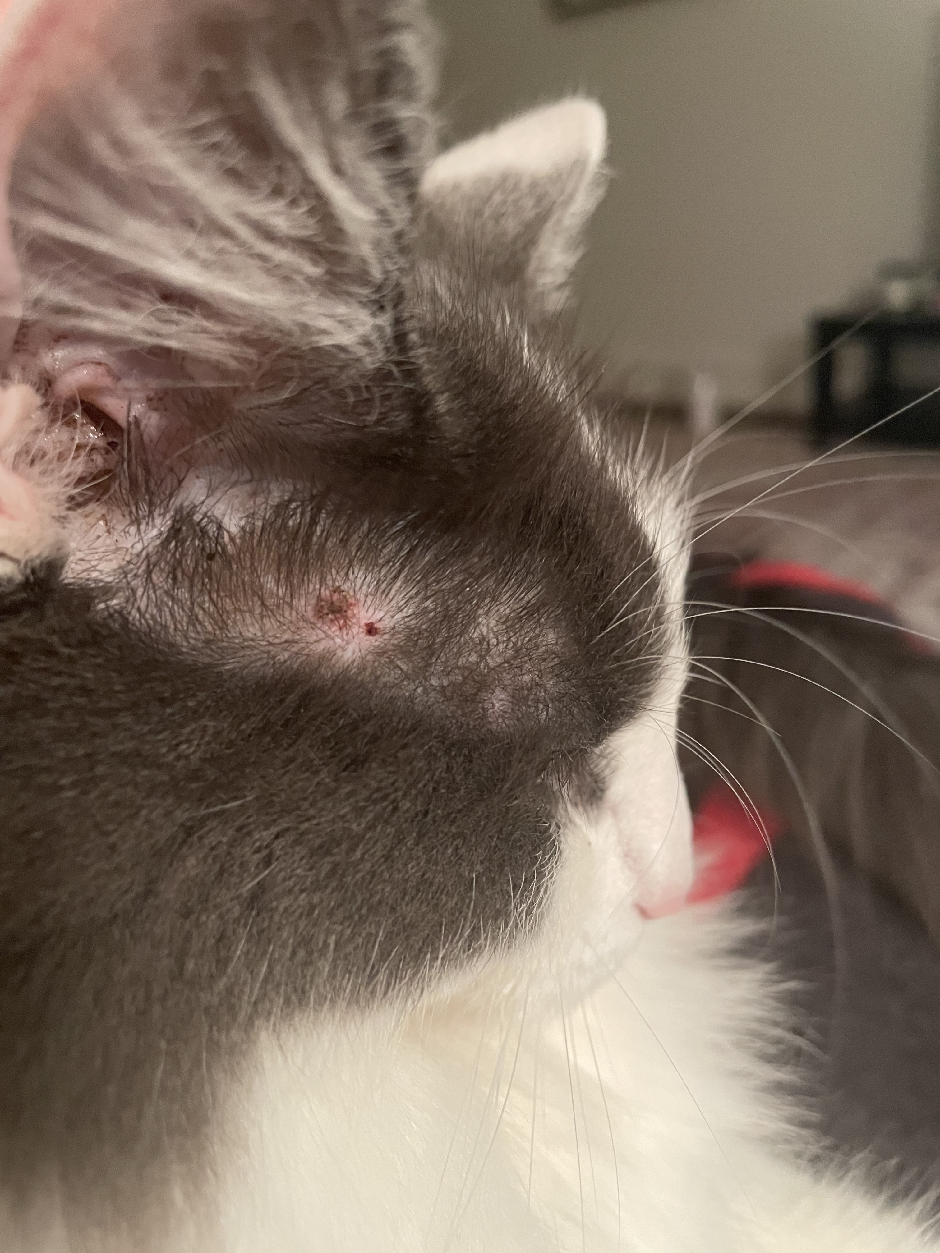 The Mysterious Cat Scab
