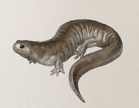 Meet the Streamside Salamander, nature's little wonder.