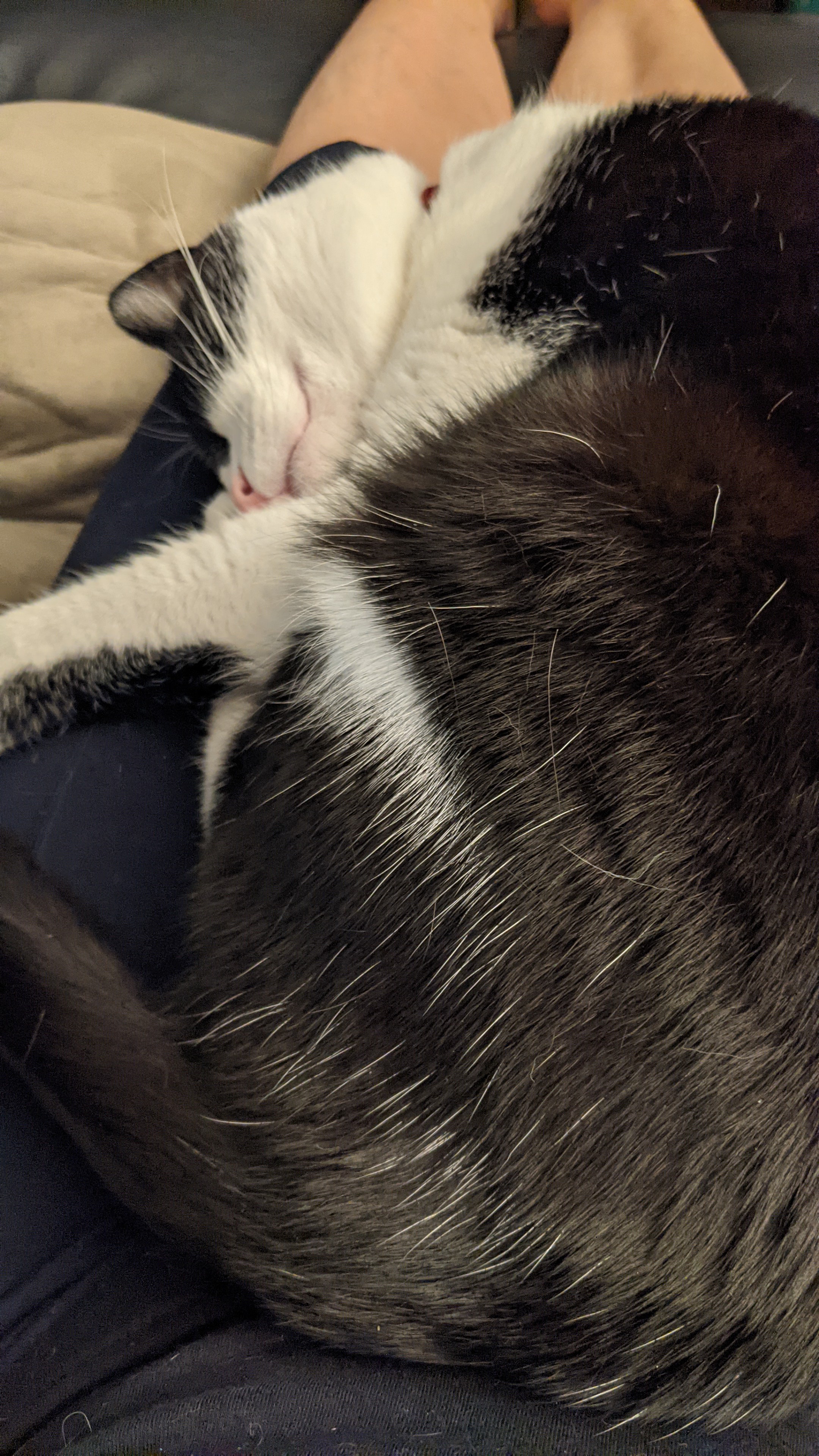 Catching some Z's.