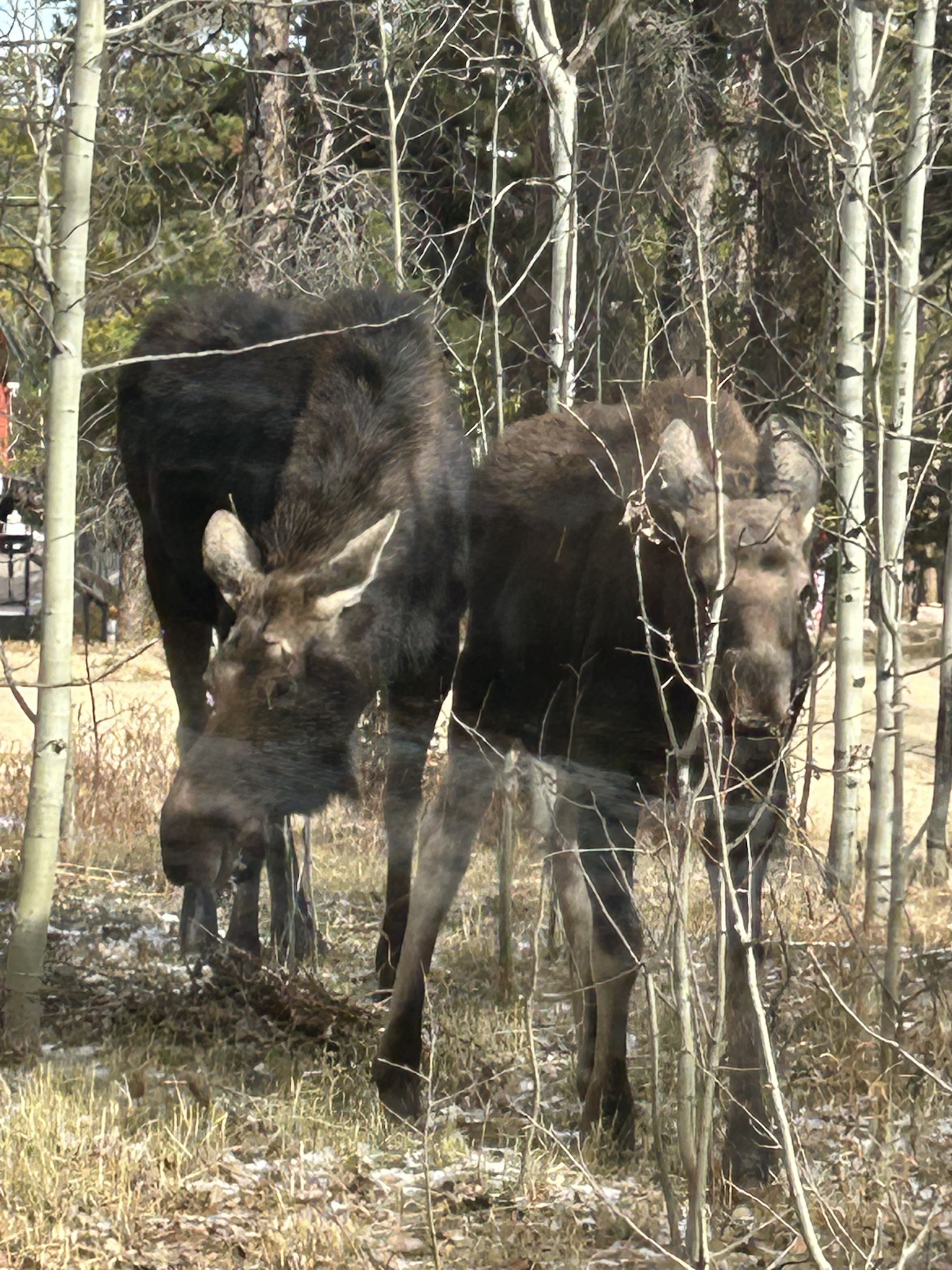 Adorable Baby Moose Alert!