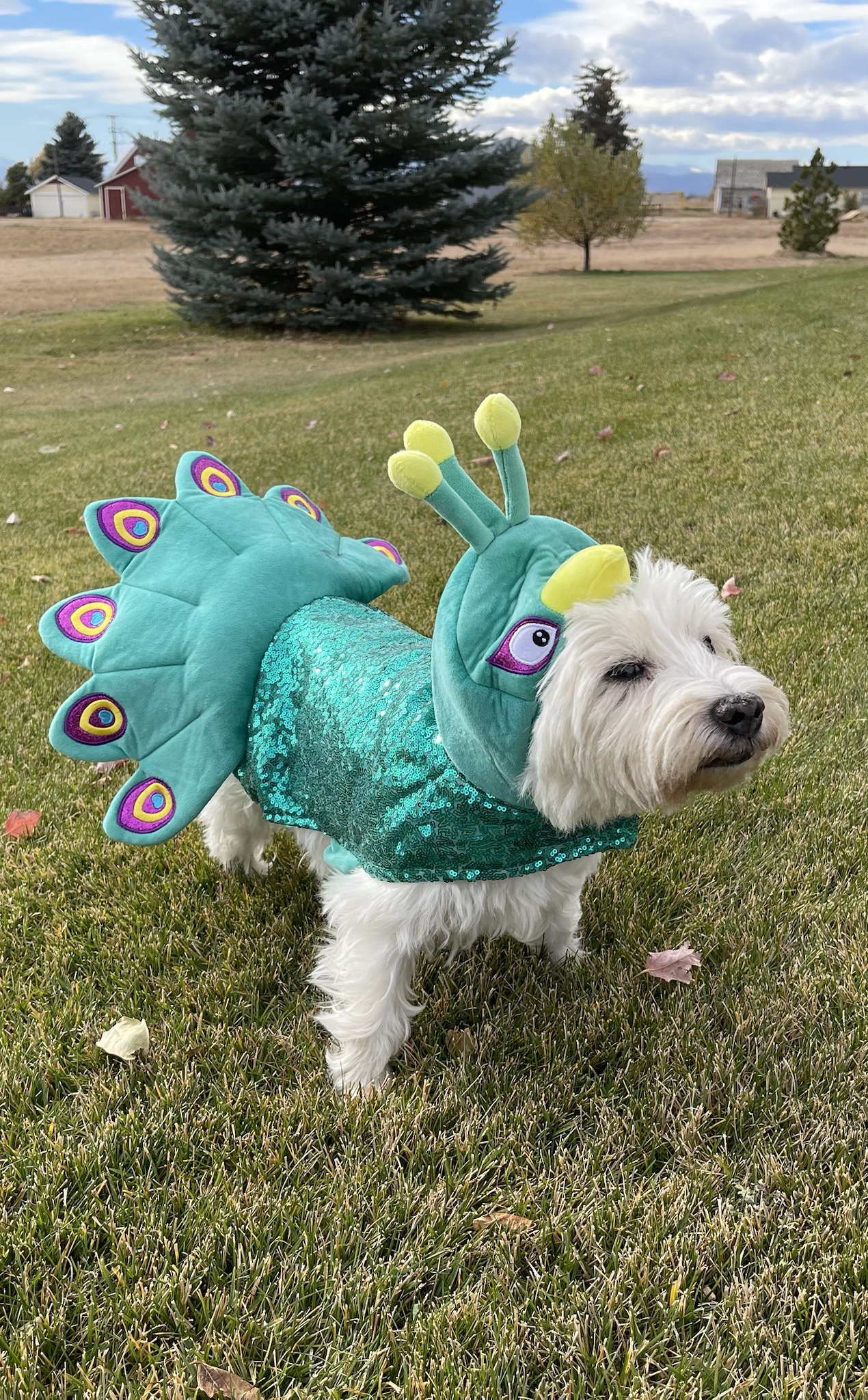 Meet Lily Bella, the Cutest Peacock and Halloween Queen - Plus, Check Out Those Adorable Costume Zoomies!