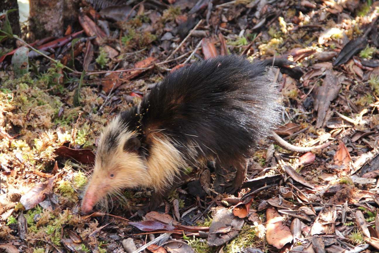 Meet the Solenodon!