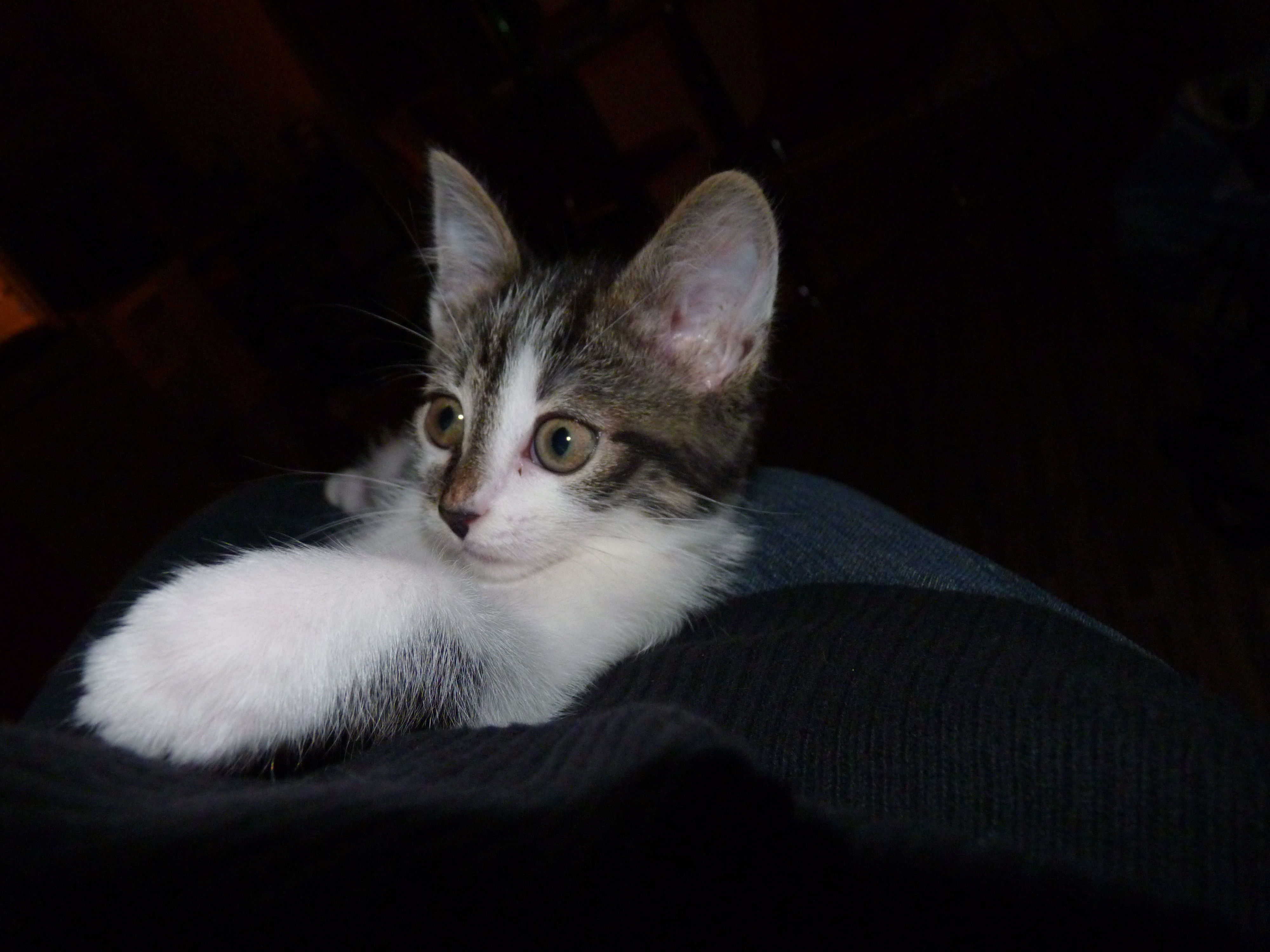 Caturday Throwback: Nami at Just 5 Months Old