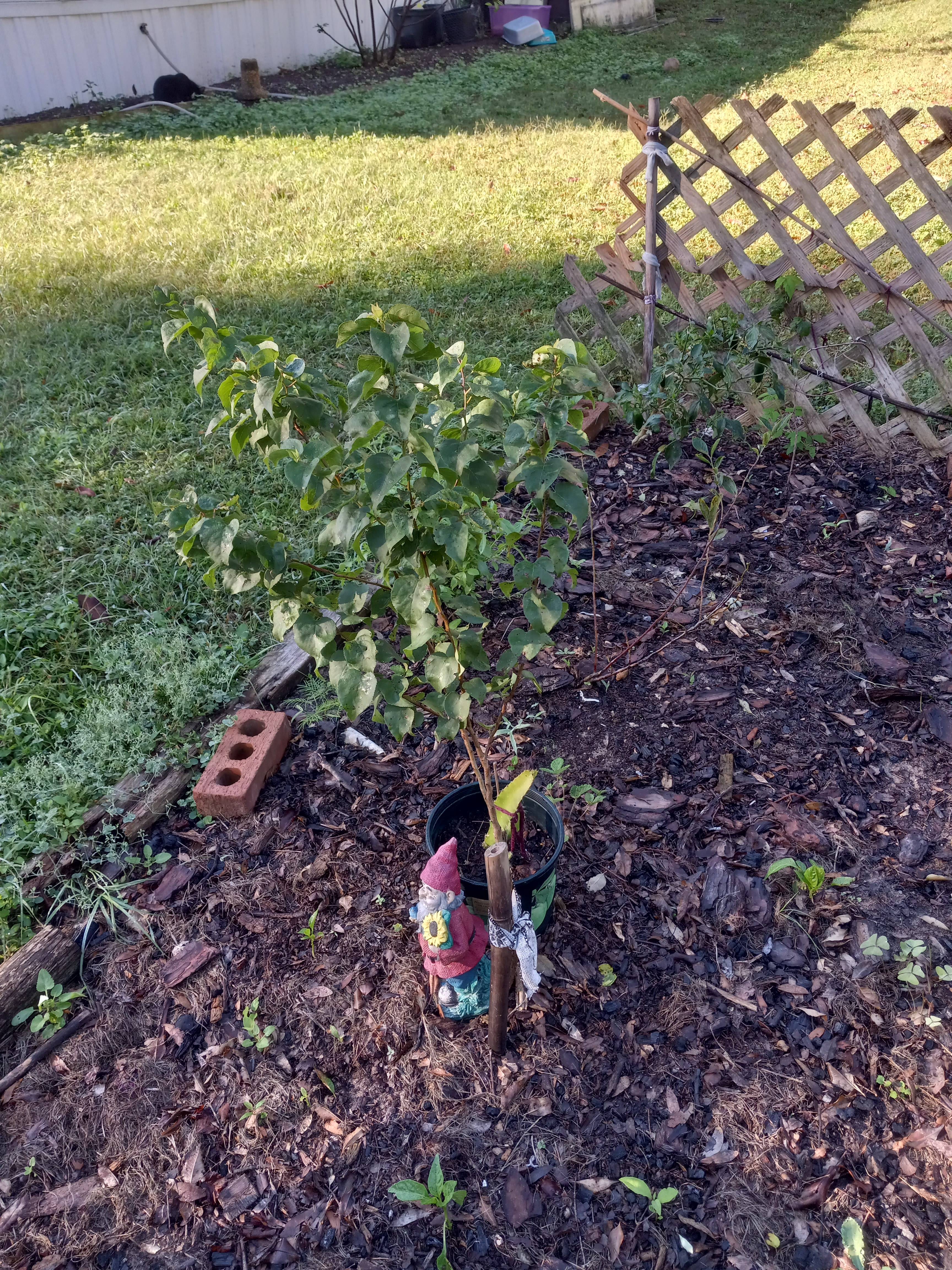 Mom's apricot tree and a couple of Barbados cherry bushes – a fruity paradise?