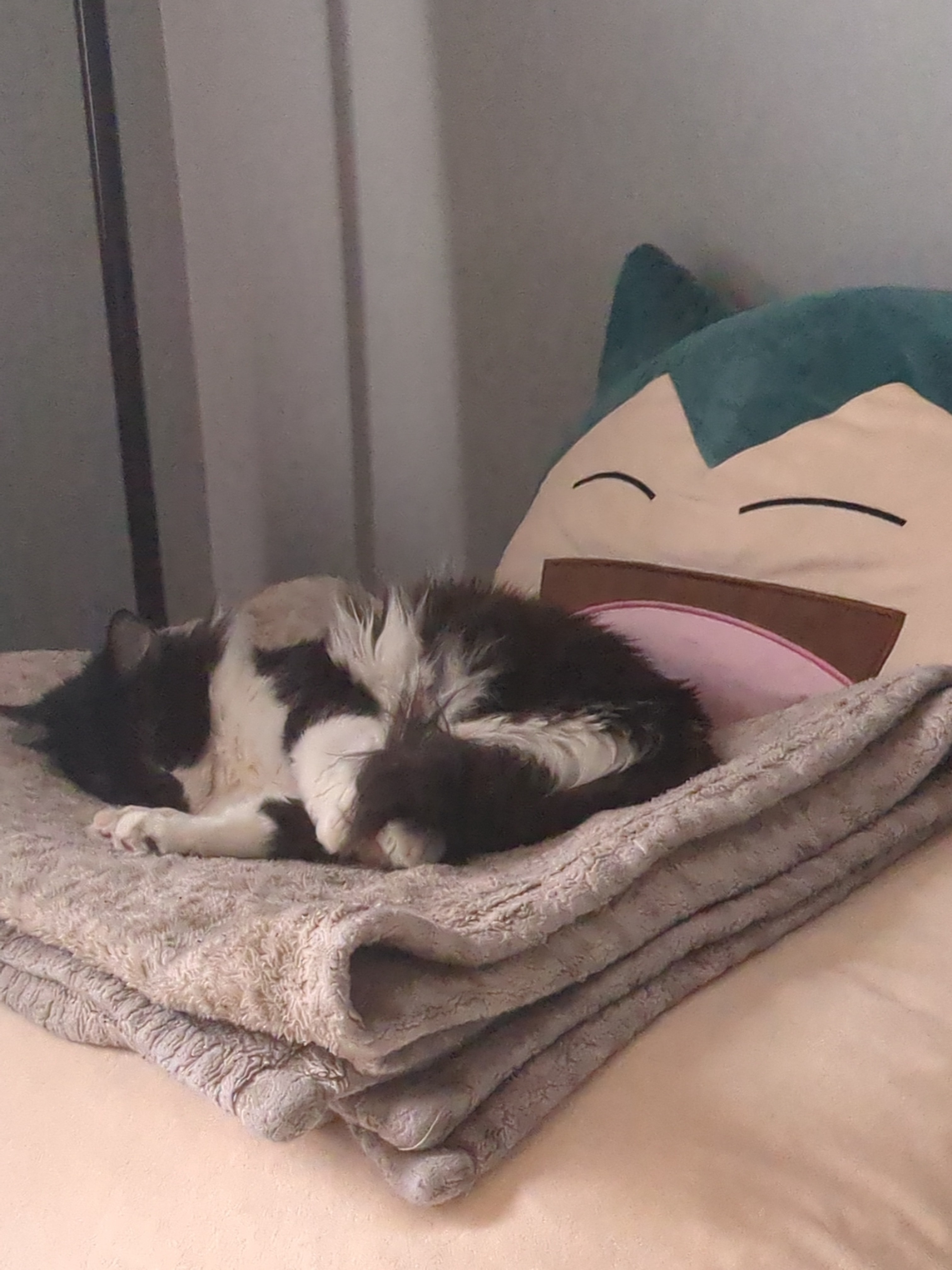Dax the Cat Relishing a Cozy Midday Nap