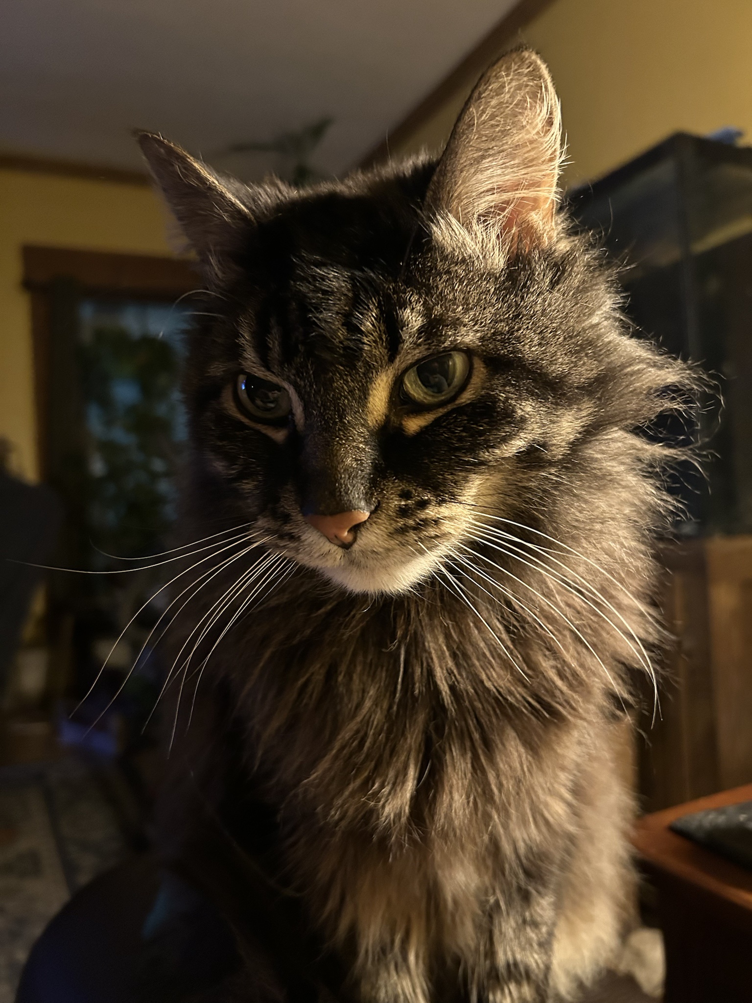 Joey's here for a quick visit and some much-needed scritches.