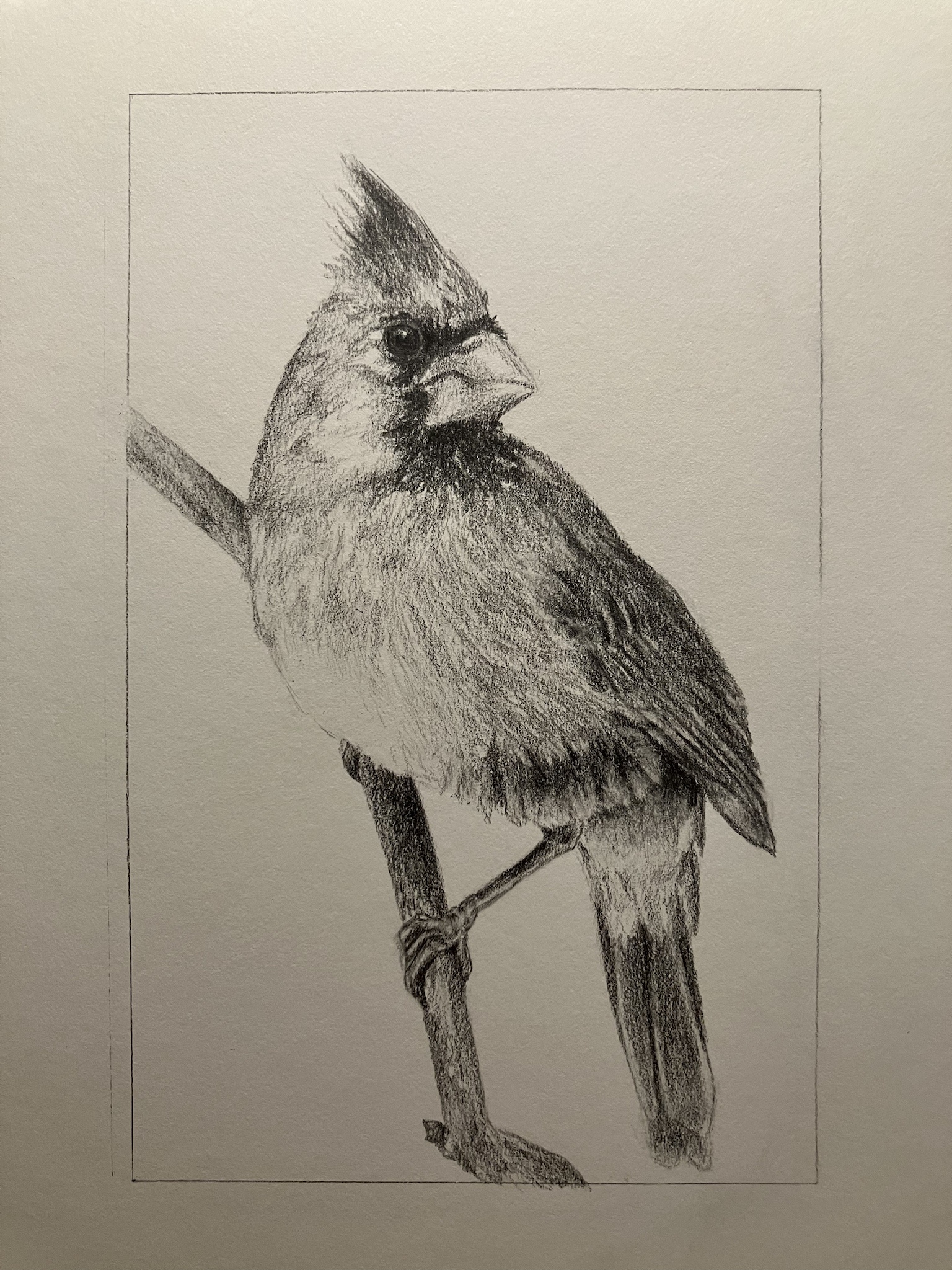 Artistic Cardinal: A Beautiful Drawing