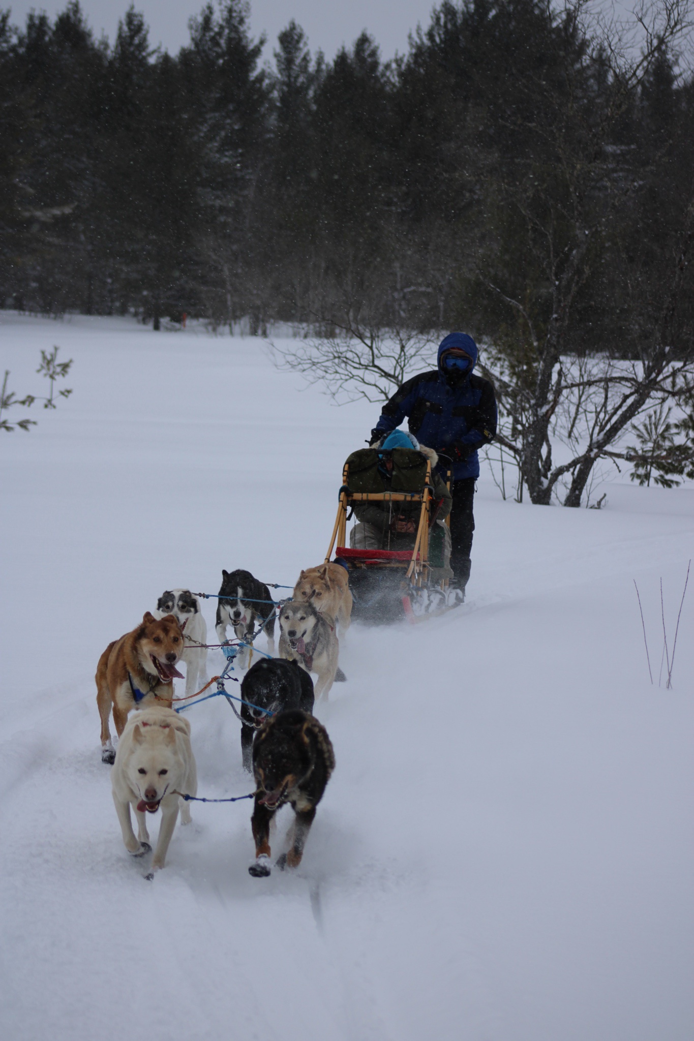 The Thrill of Dog Sledding Adventures