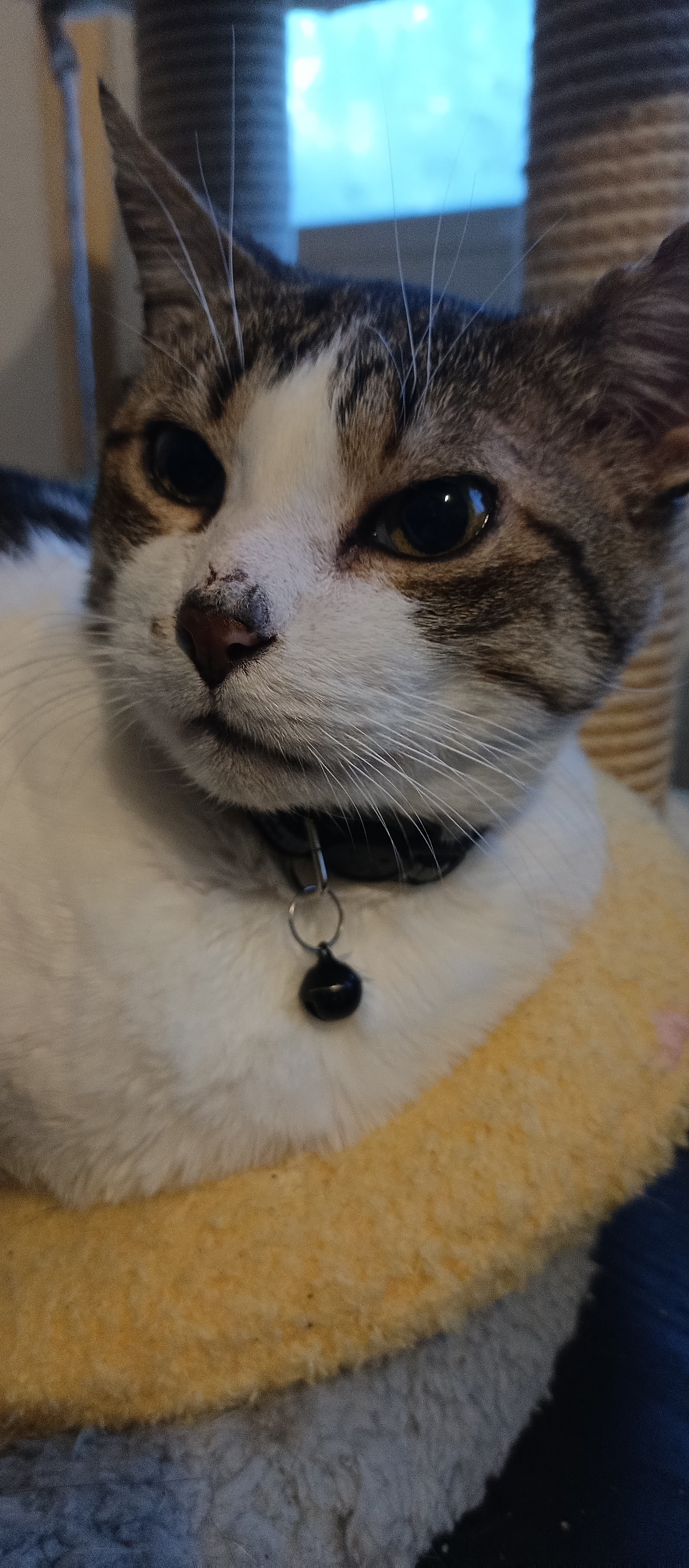 Paul the Cat is Back to Say Hello!