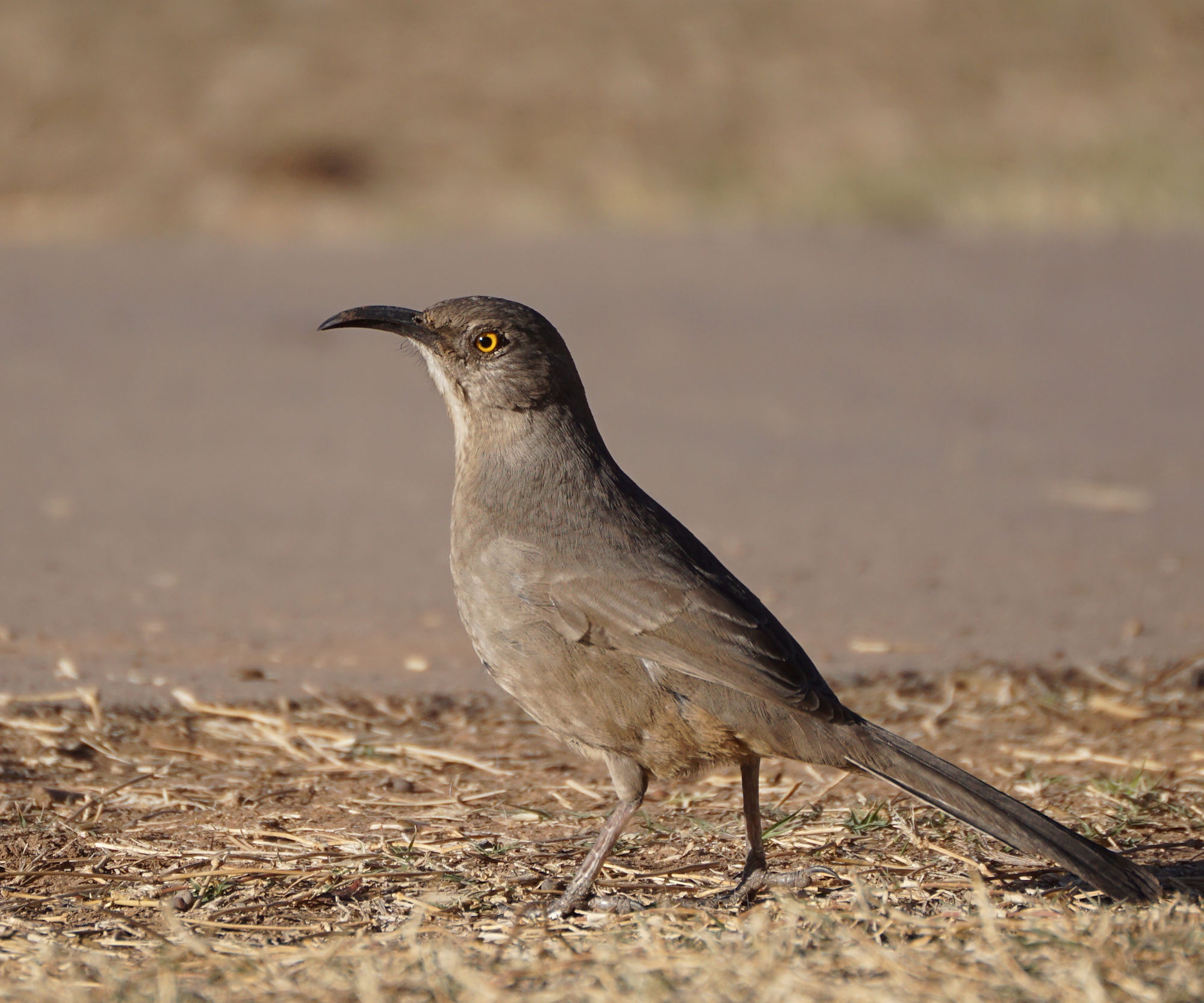 Charming Birds Spotted at Granada Park