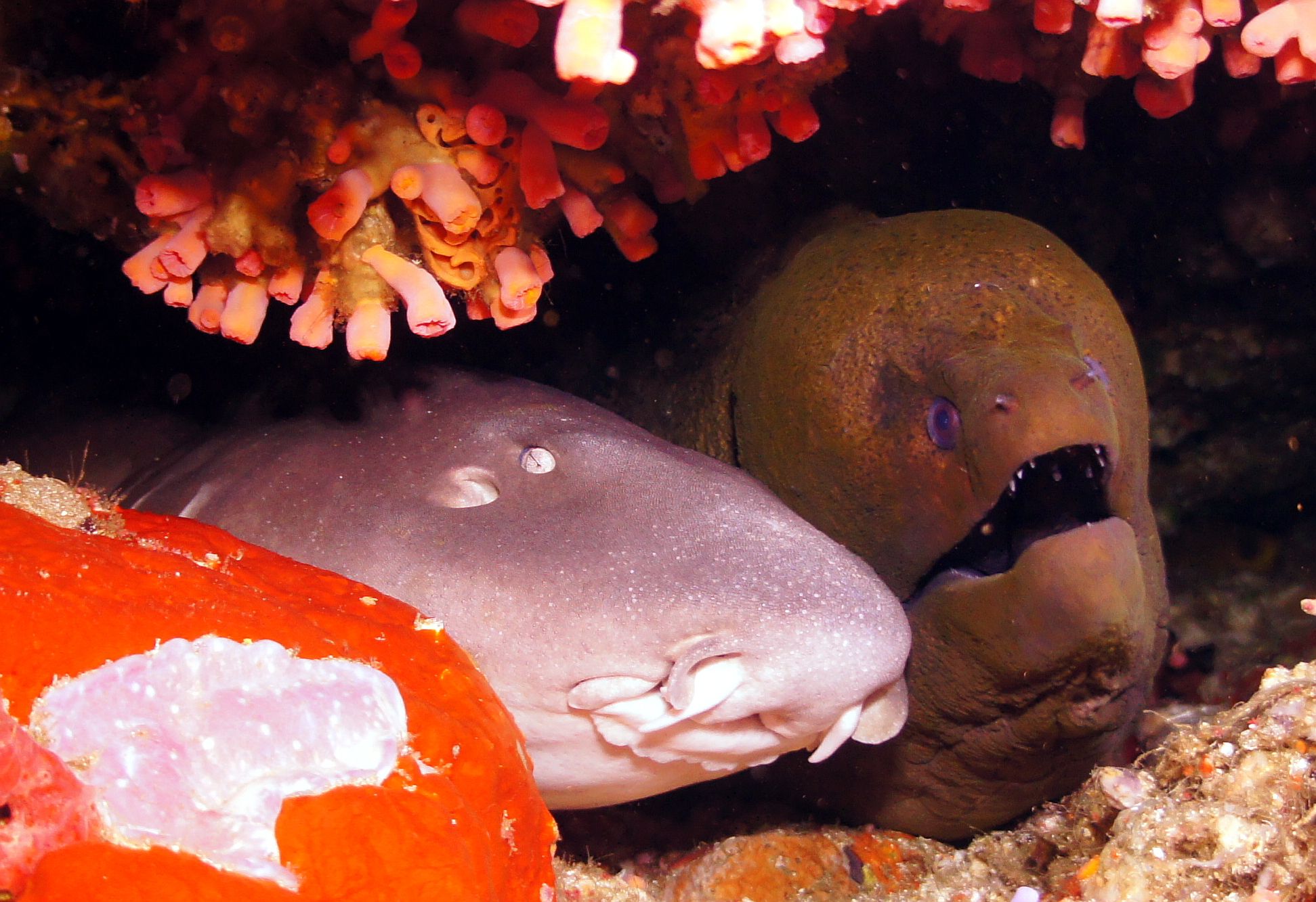 Alor Scuba Adventure: 2011 Edition