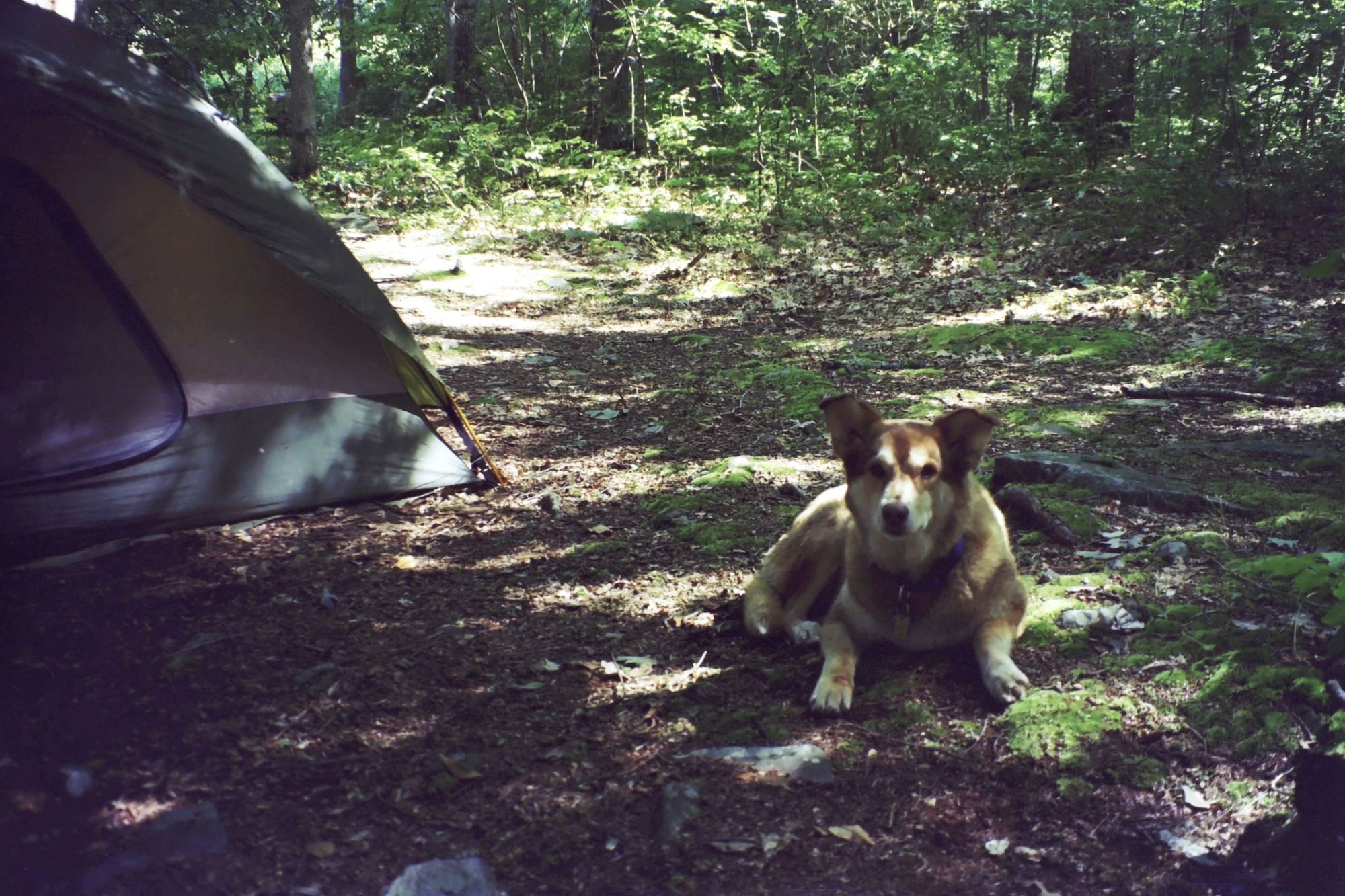 Cozy Pup Tent Adventures