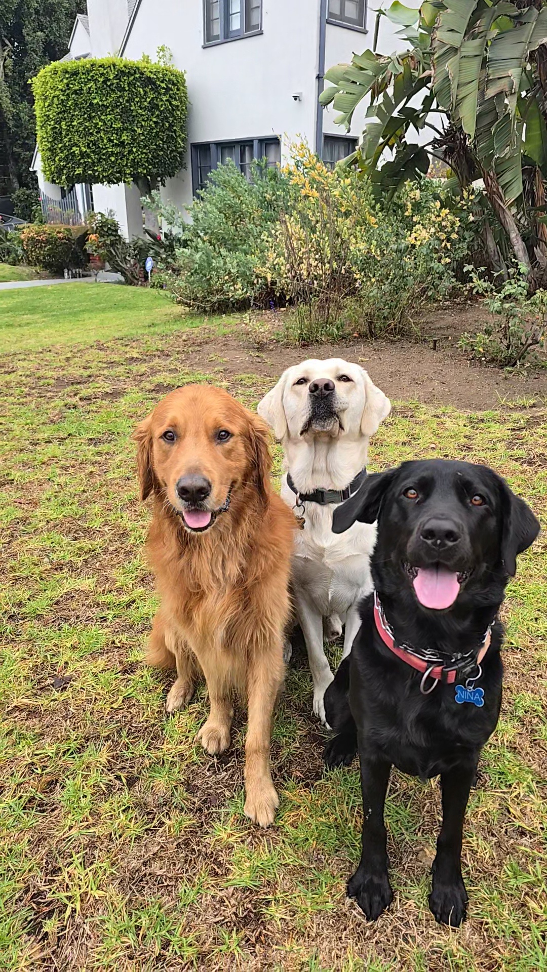 Meet Shadow, Chance, and the Wildly Fun Nina!