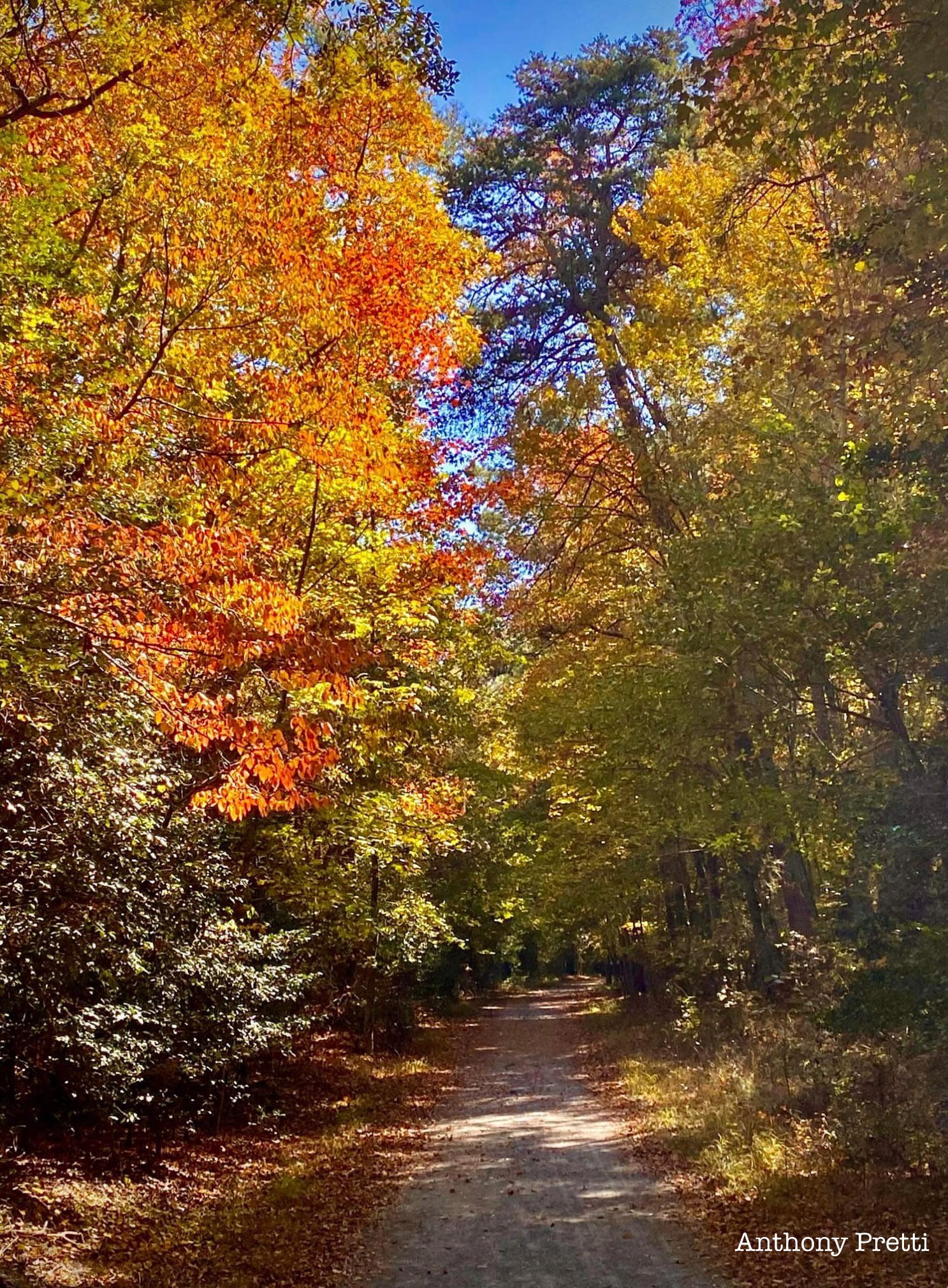 Experience the Serenity of an Autumn Trail