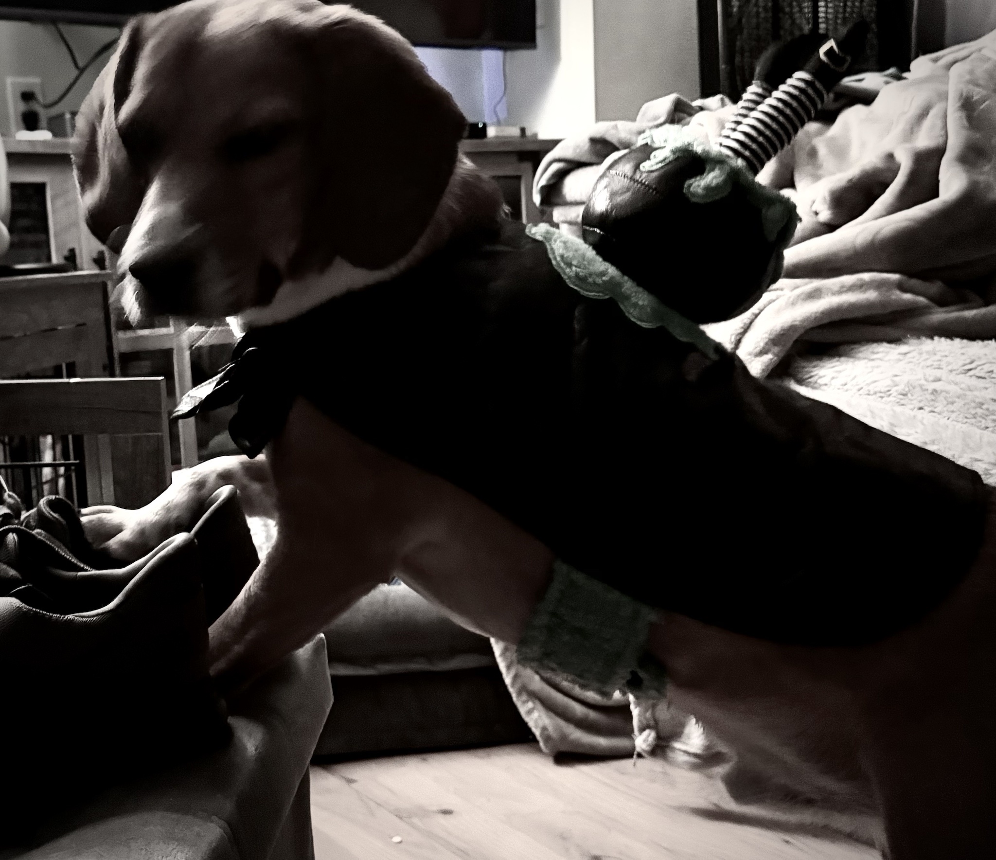 Cornelius Can't Decide: Is the Hotdog Costume Too Obvious?