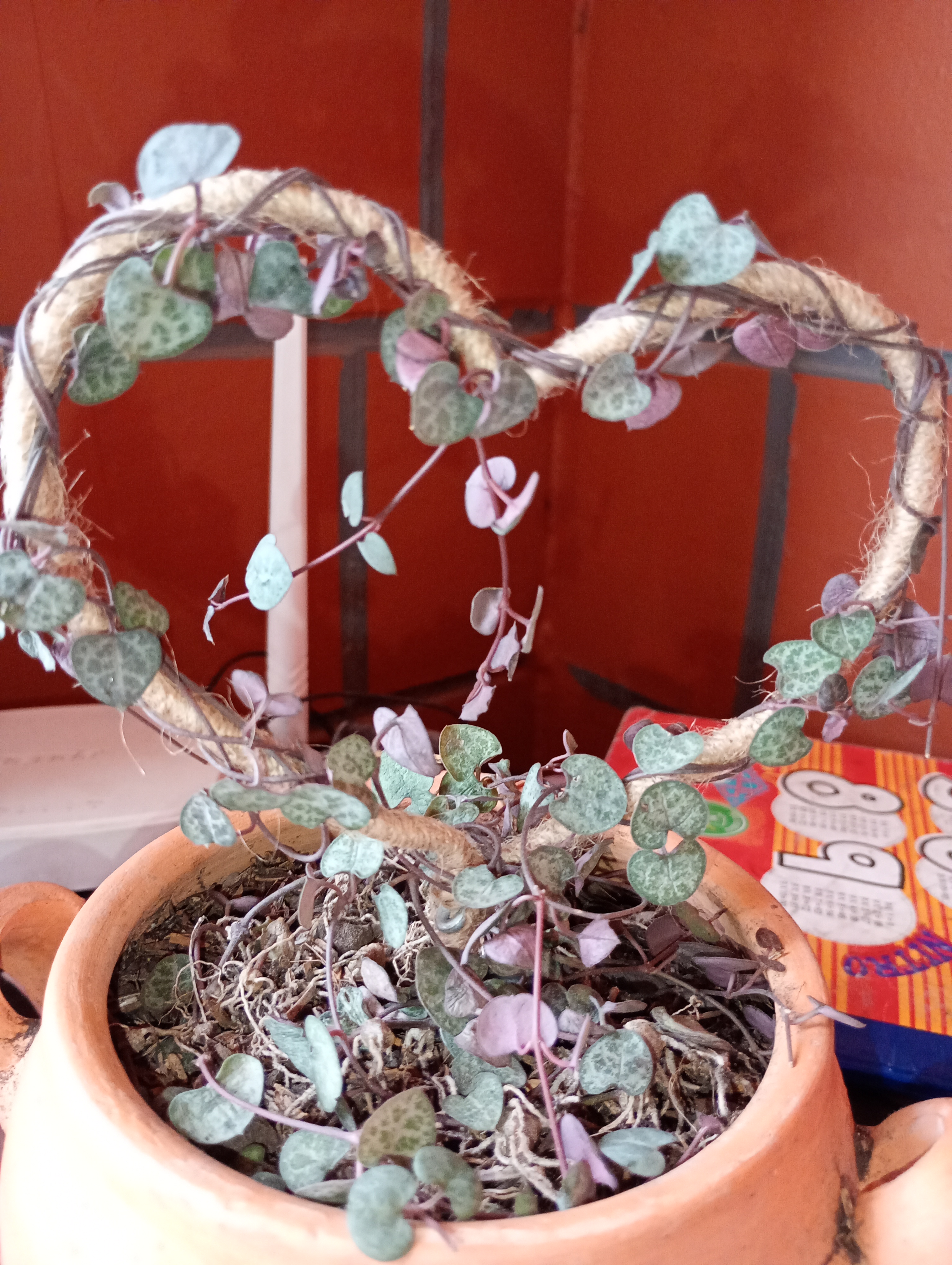Help Me Identify This Mysterious Plant