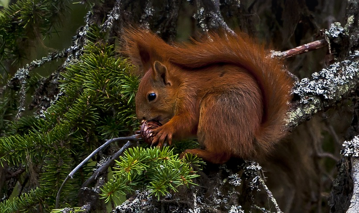 The Great Pinecone Heist!