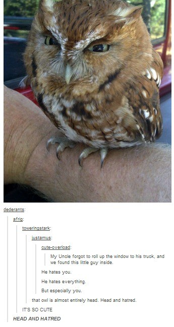 Meet the Fluffy Ball of Pure Hatred