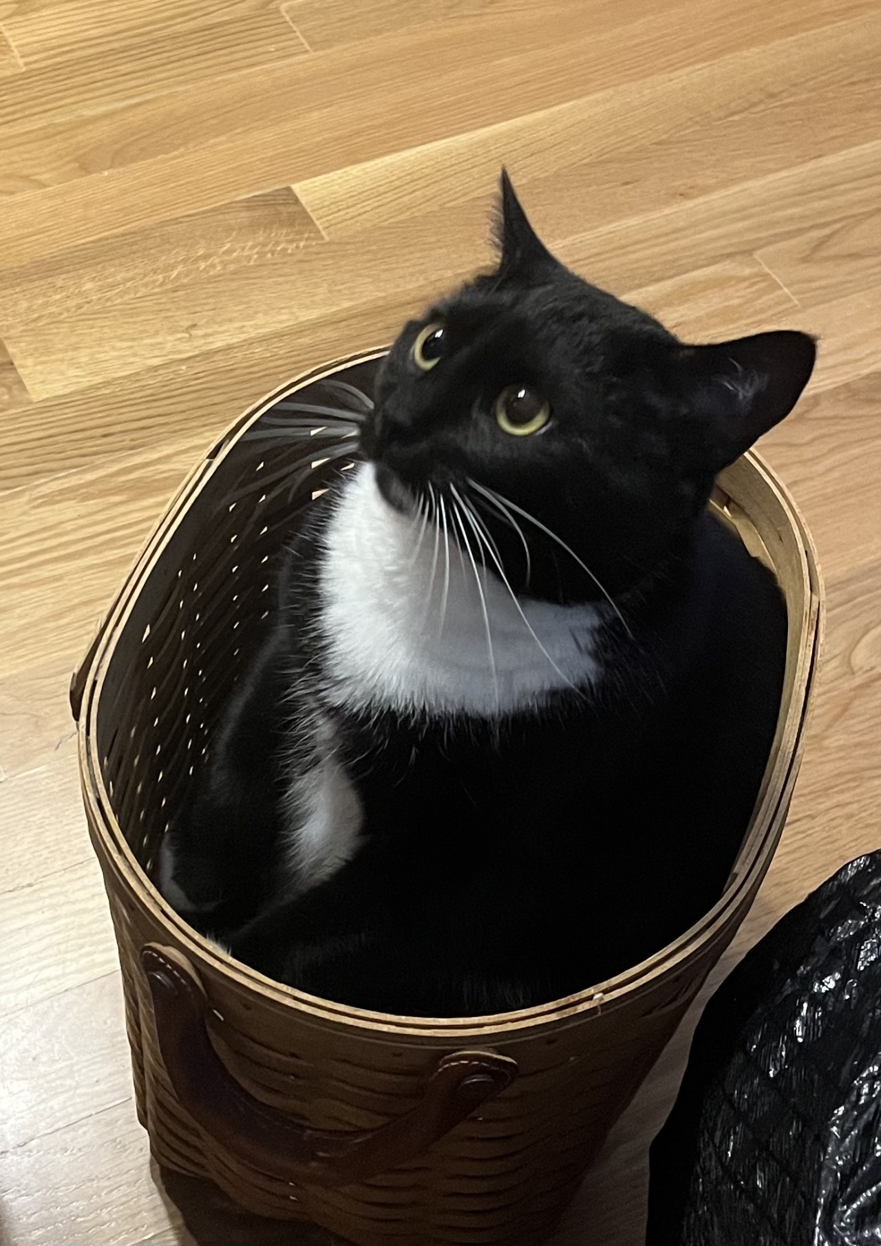 Callisto Being Callisto: A Day in the Life