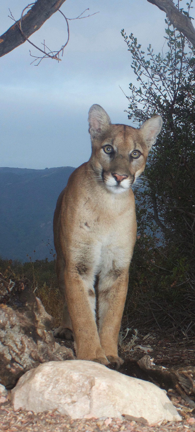 Would you dare to pet this adorable creature?
