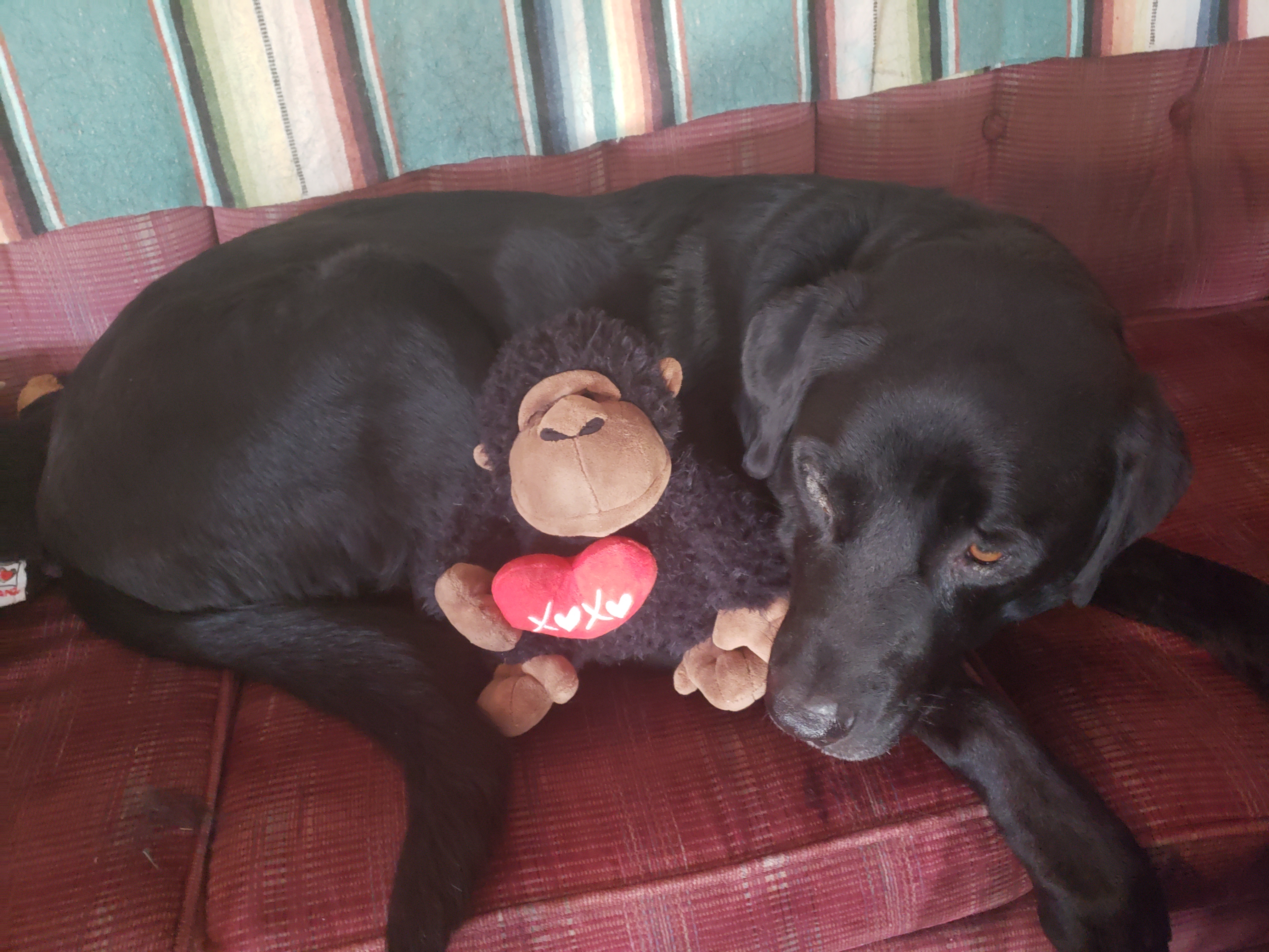 Season's Greetings from Ramsi, who definitely won't share his gorilla with you!
