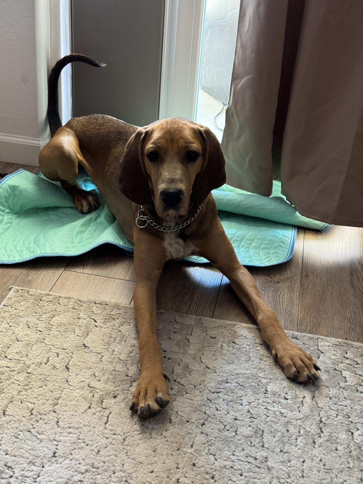 Meet Marley: The Star of the Show