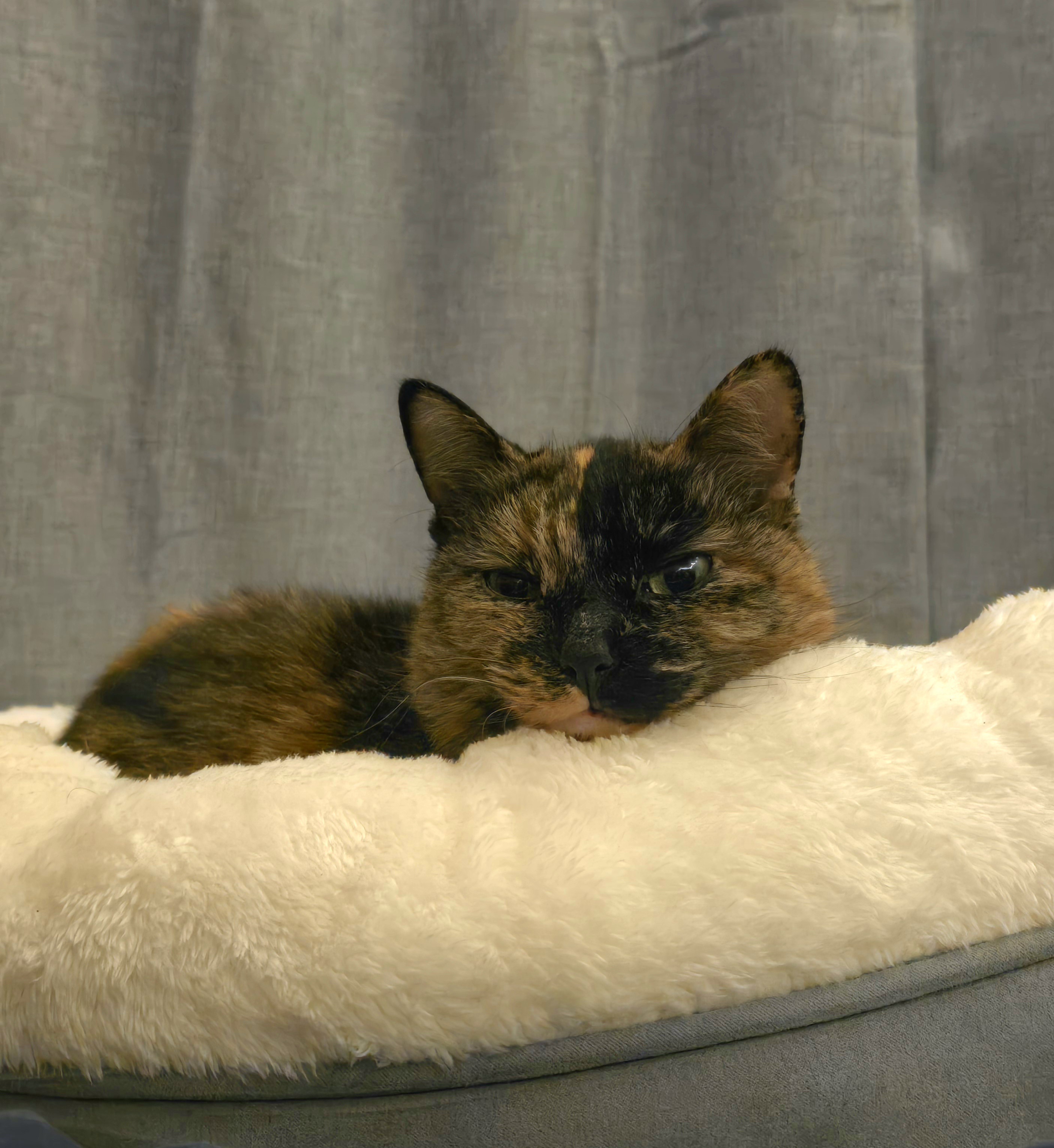 Just Your Average Cat Being Adorable