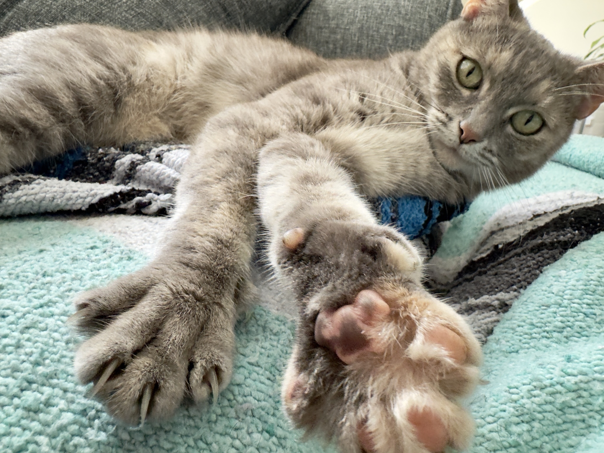Beware of the Murder Mittens!
