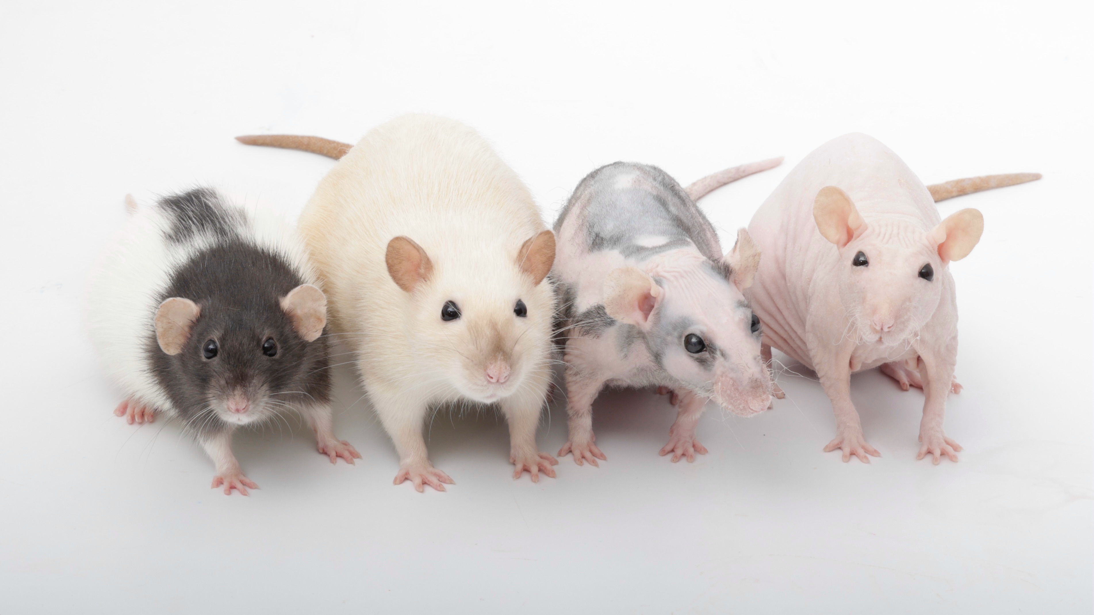 Meet My Adorable Quartet of Pet Rats!