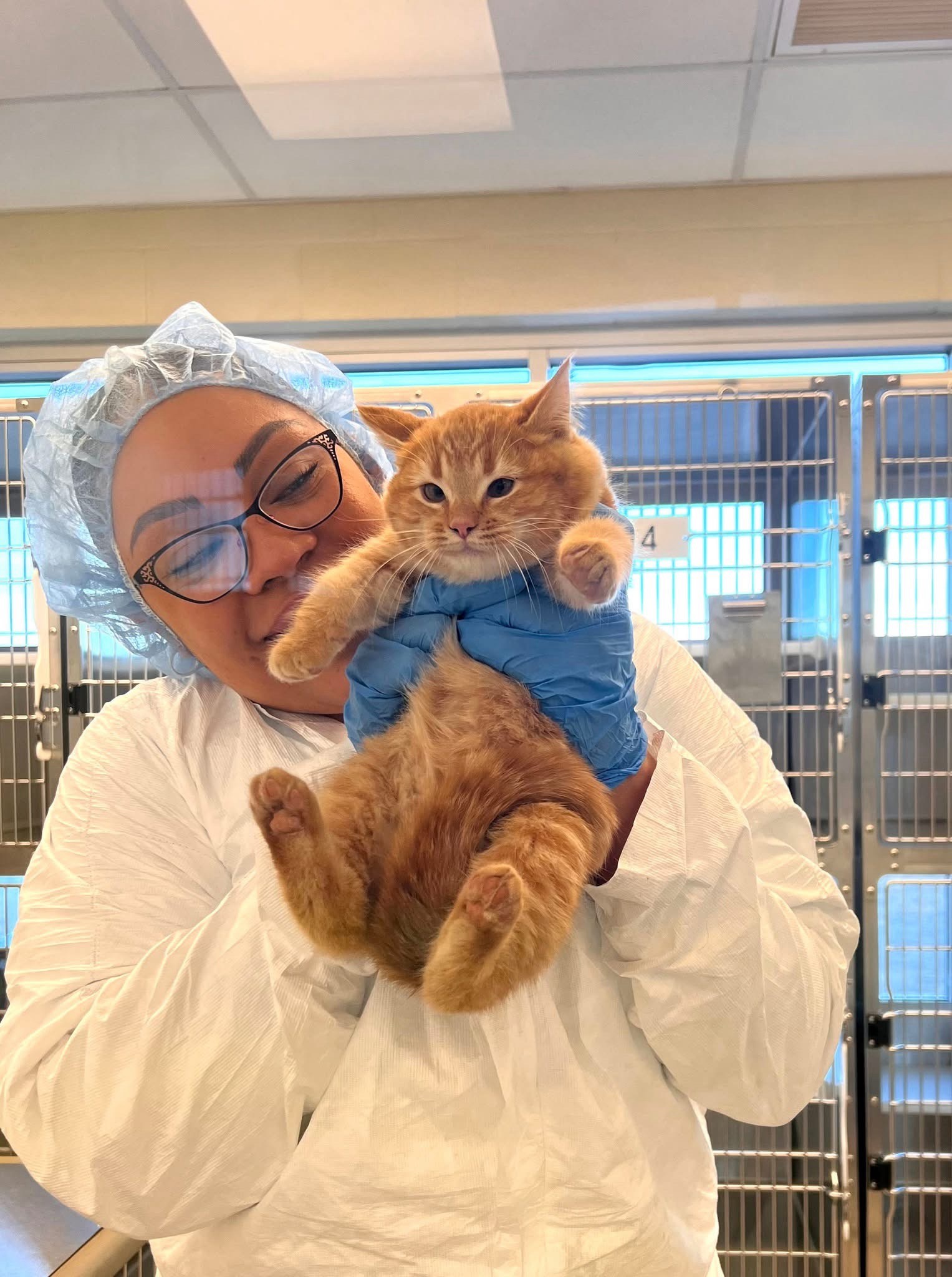 Adorable Chubby Kitten Shows You All the Love