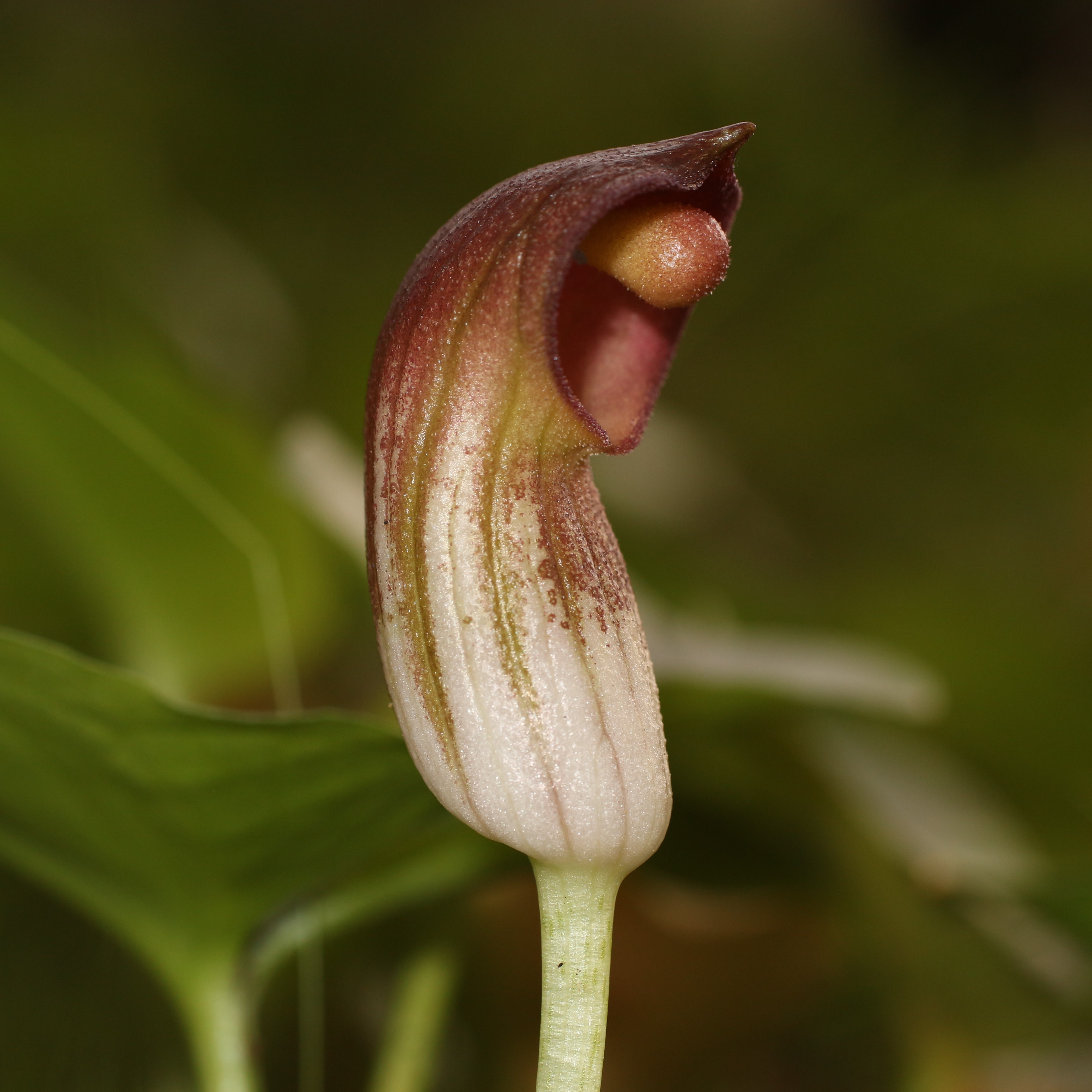 Meet the fascinating Mousetail Plant: Arisarum simorrhinum!