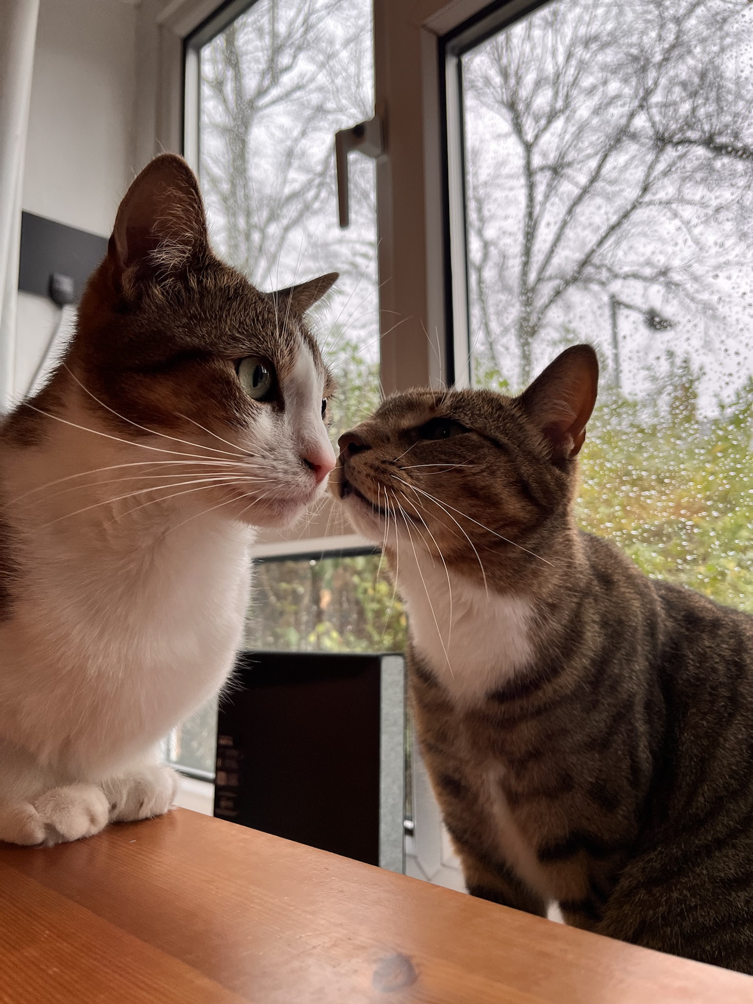 Celebrating Their Special Day: It’s Cake Day!