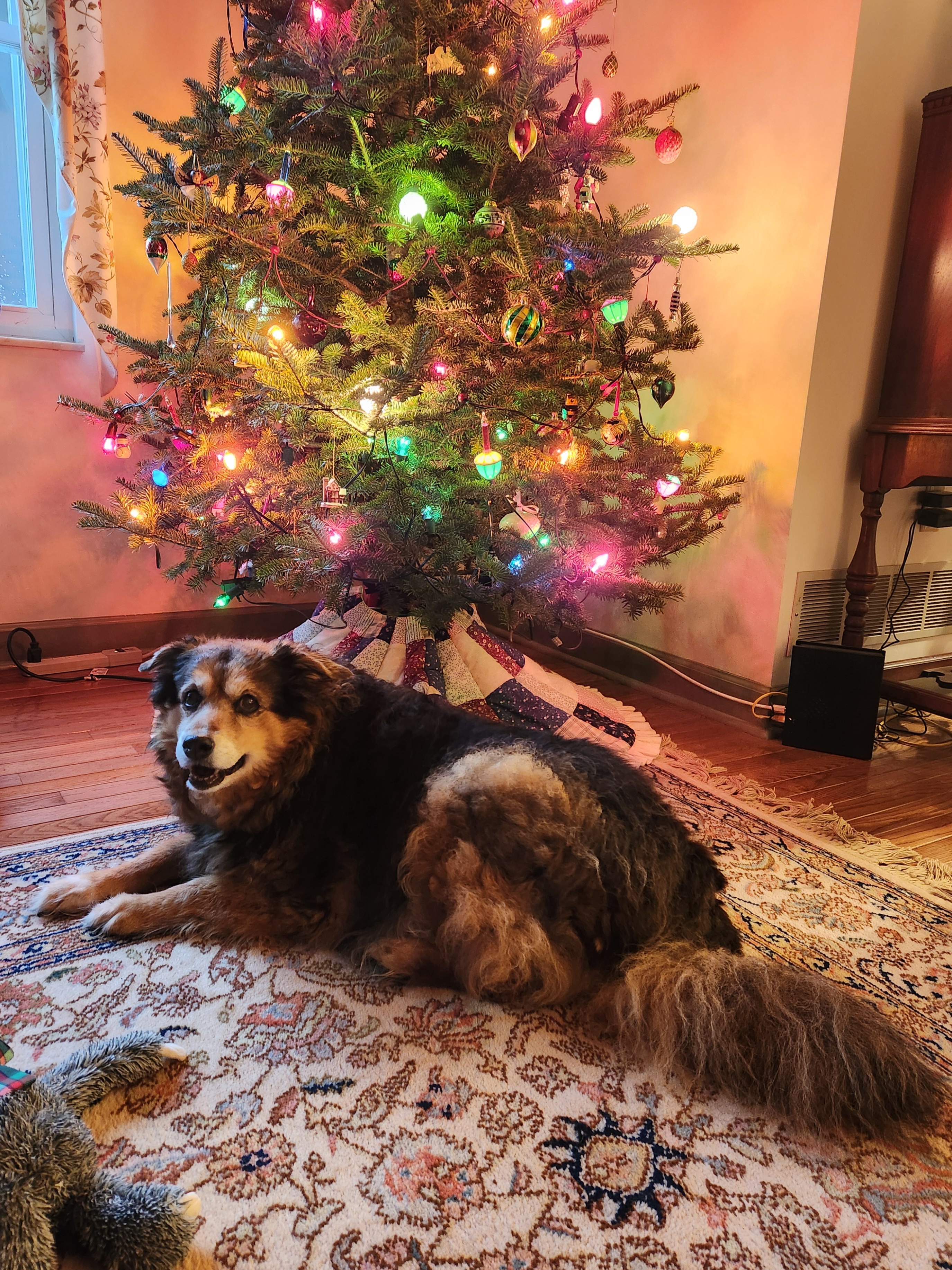 Peanut the Dog's Daily Adventure - Day 1590