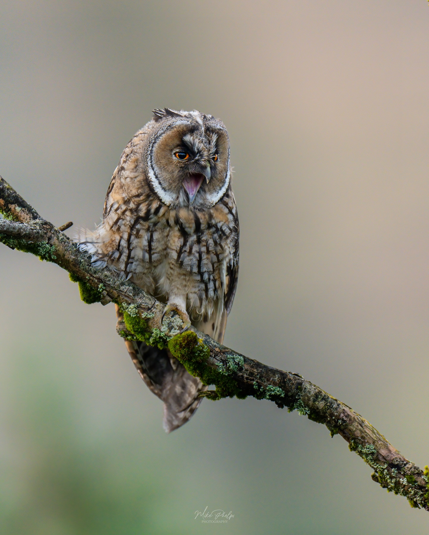 My reaction when they effortlessly draw the owl!