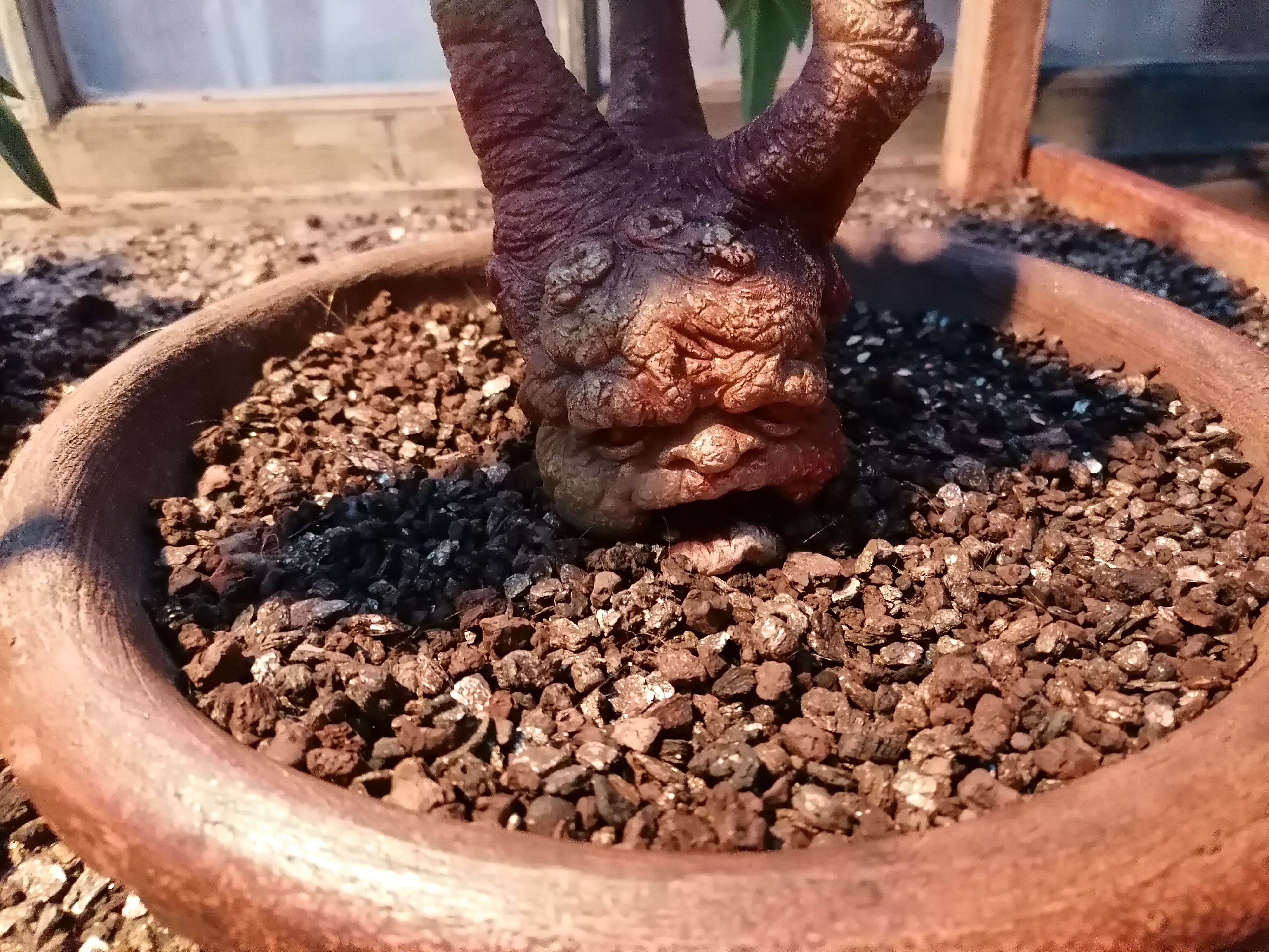 Adrian John Williams from DM plc presents: The Mandrake.
