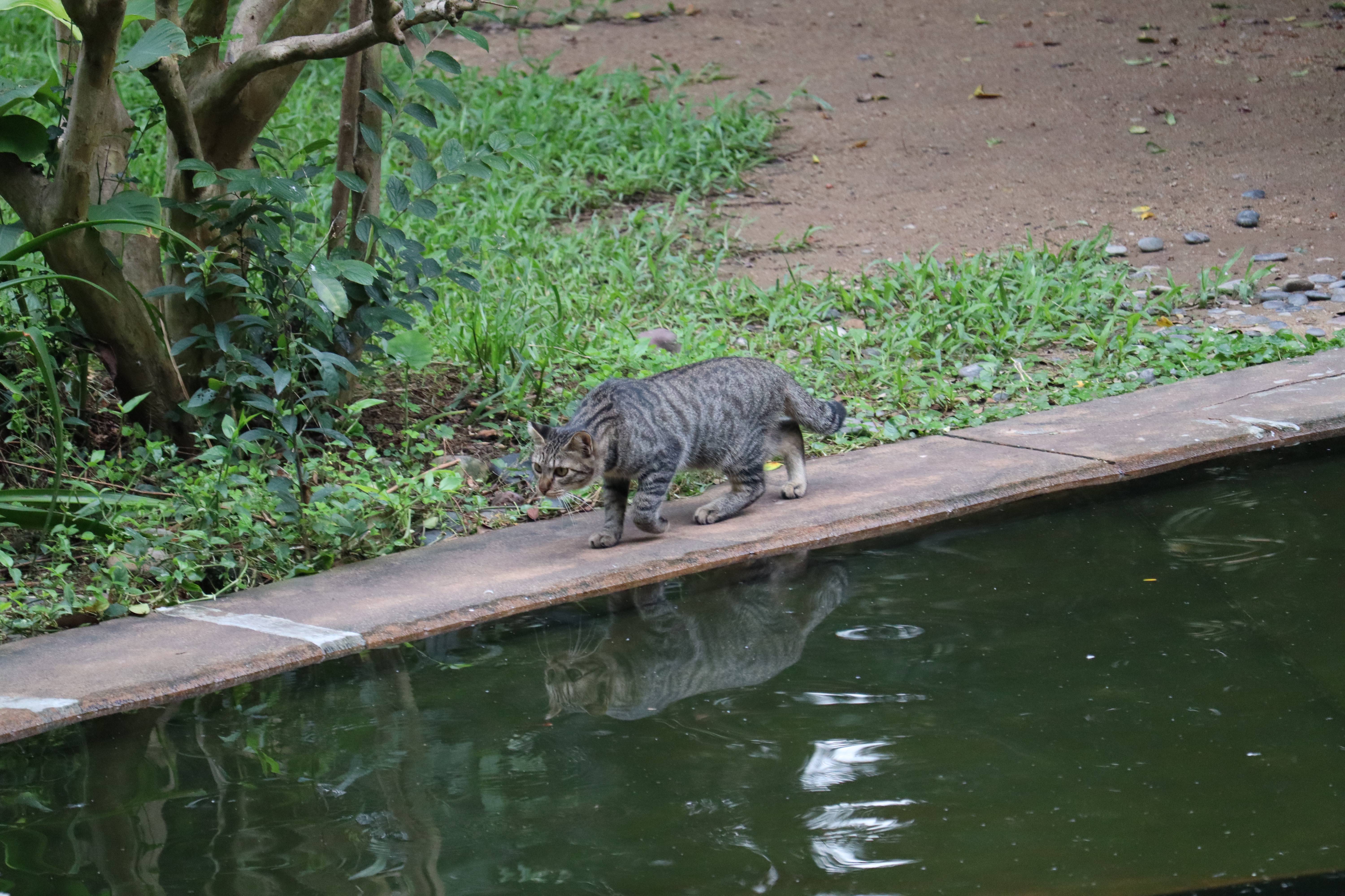 A Serendipitous Encounter: A Cat's Day in Kowloon Park, Hong Kong