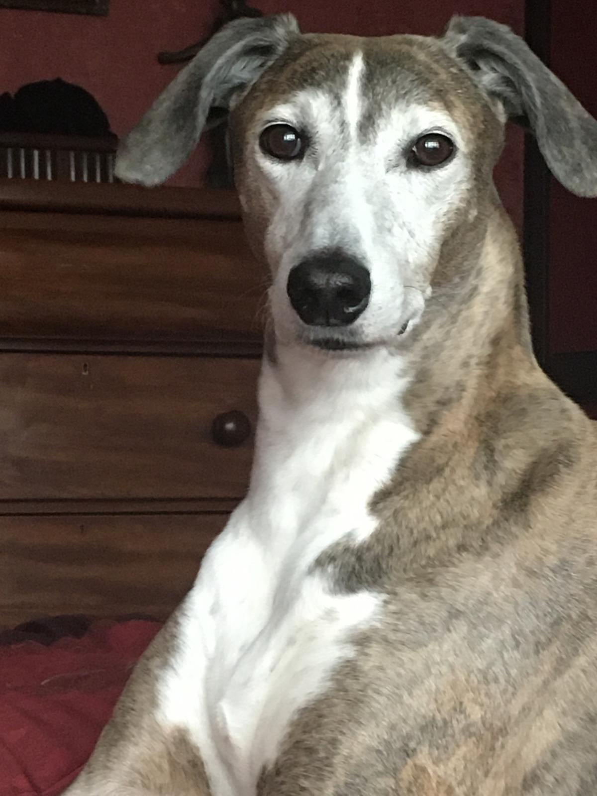 Marley Has Crossed the Rainbow Bridge