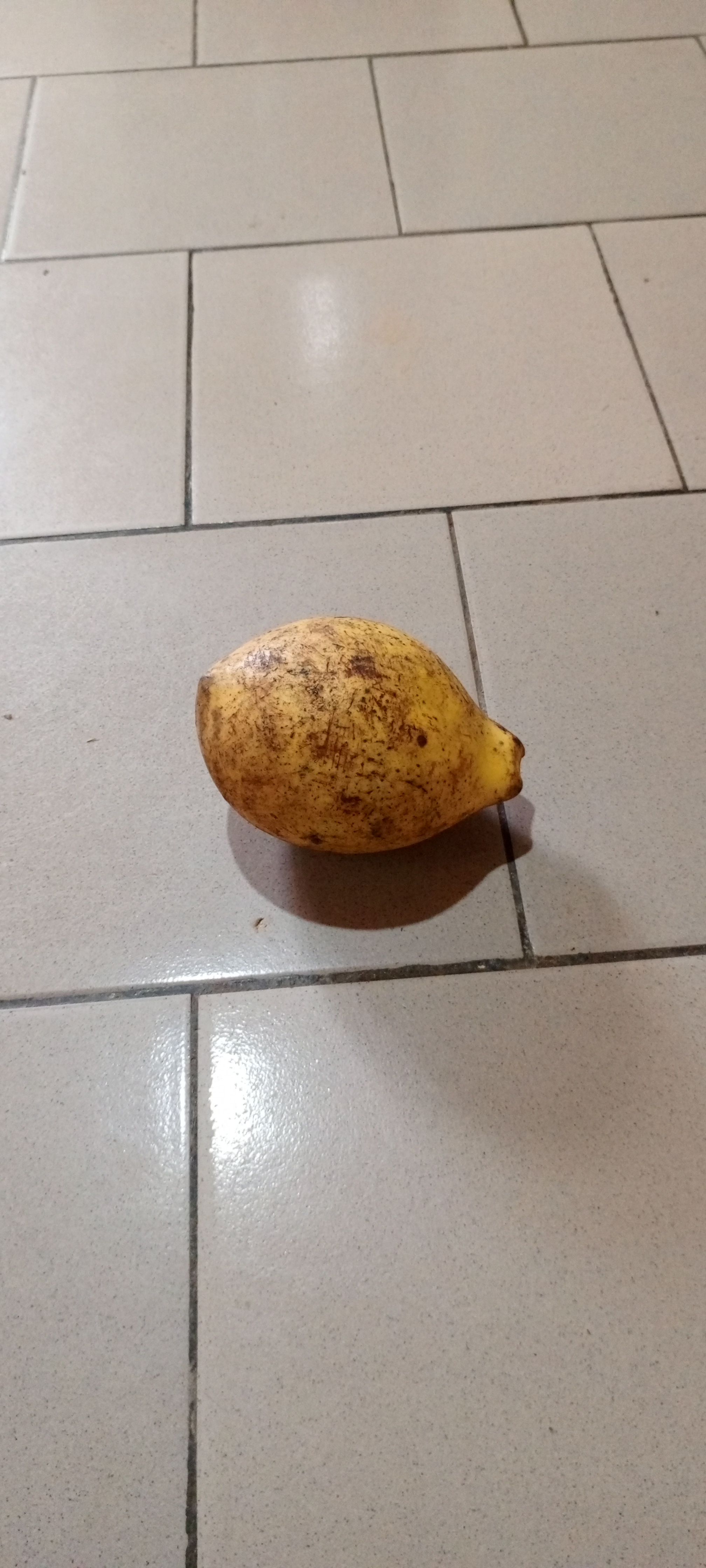 Quinqueliba: A Fruitful Discovery