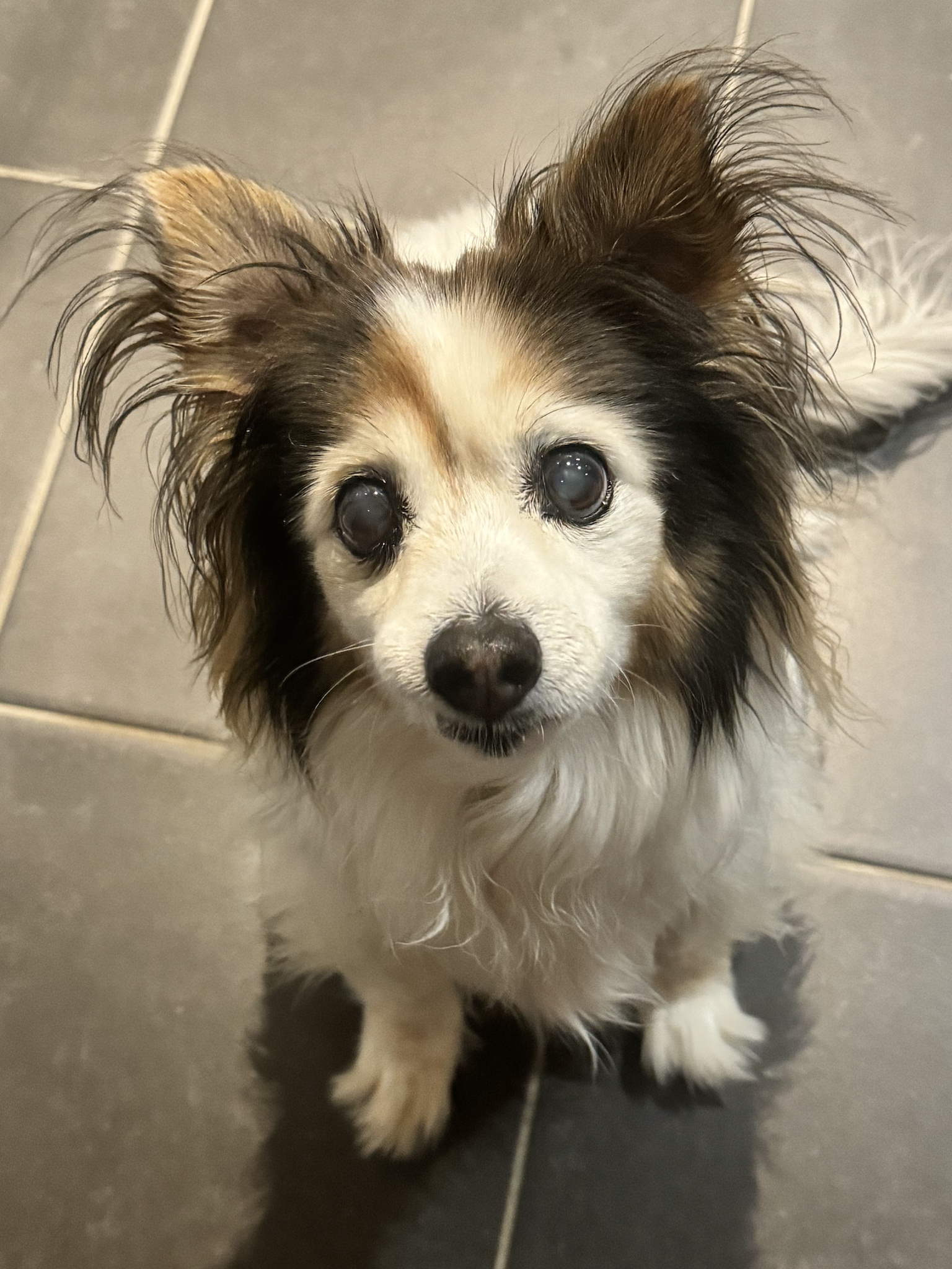 Daily dose of my adorable dog Panko!