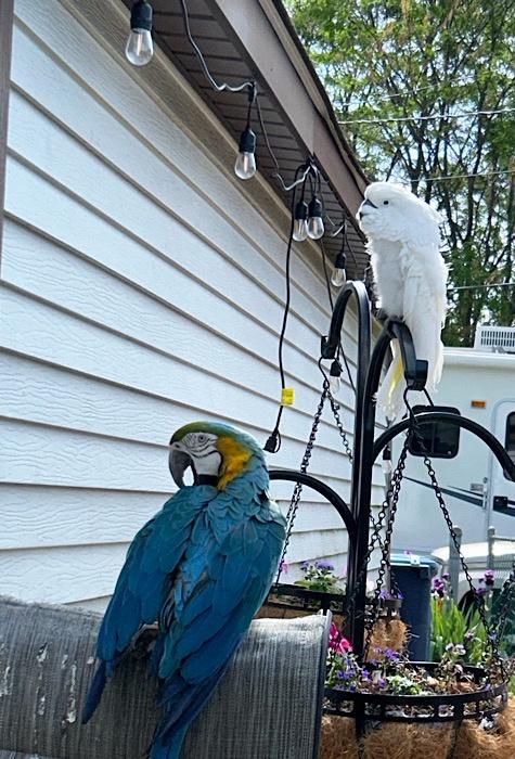 Not My Birds, But a Family Friend's Feathered Companions